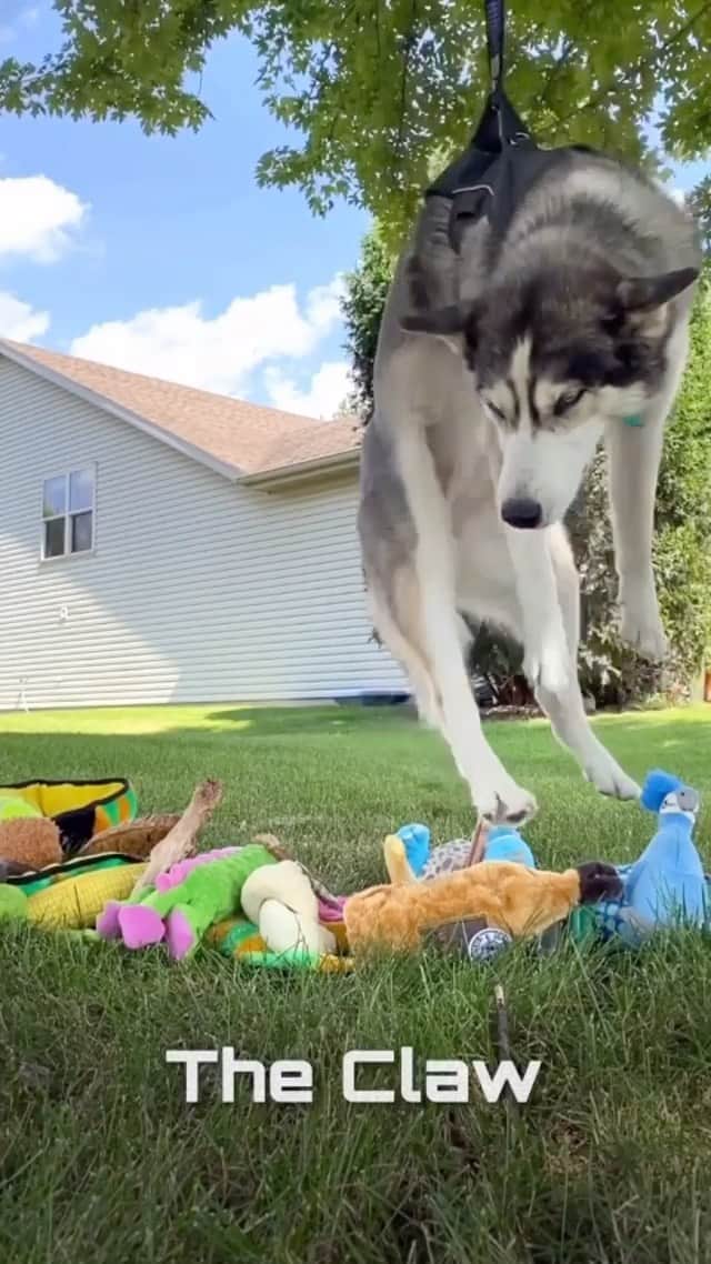 DogsOf Instagramのインスタグラム：「“The CLAWWW” — @2husketeers   Has anyone ever actually won anything from a claw machine? Let us know 👇  #dogsofinstagram #theclaw #dogcommunity #namethatmovie」