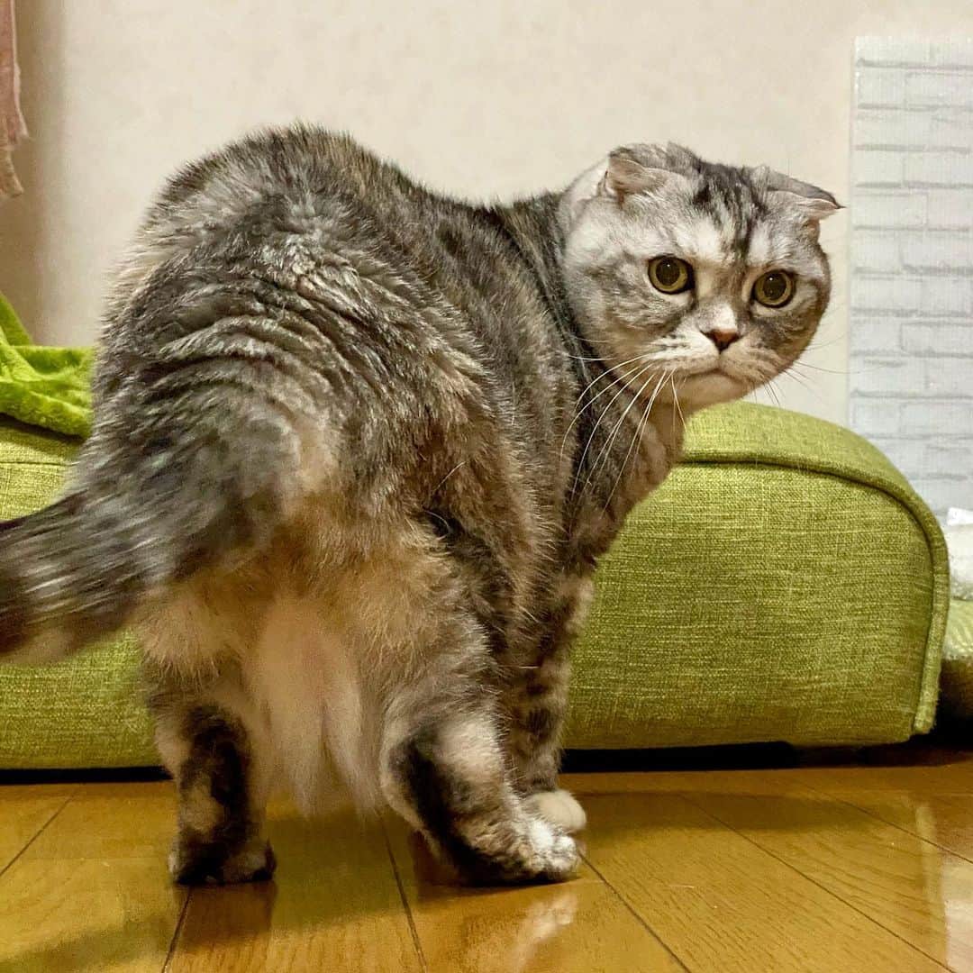 tiaichimaのインスタグラム：「Good morning!! 🌨🌤おはナビー!!  立っているナビ写真は、貴重です。  #垂れ腹  #ナビちん#cat#neko#ねこ#neko#ネコ#スコティッシュフォールド#致命的な魅力#ScottishFold#まんじゅう部」