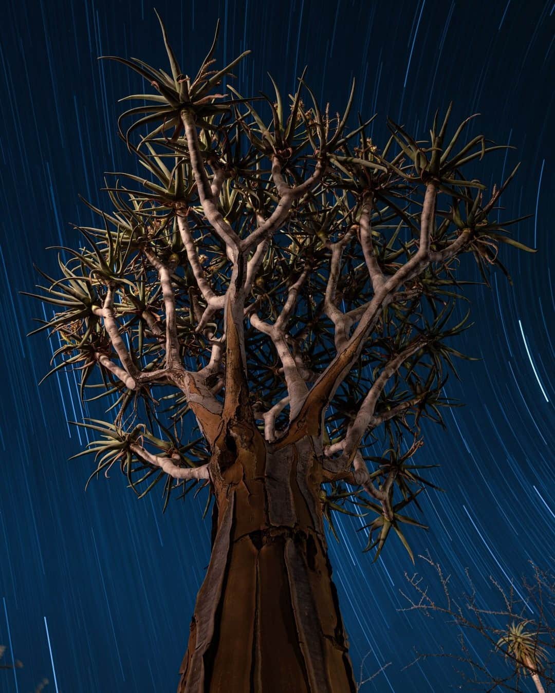 National Geographic Travelさんのインスタグラム写真 - (National Geographic TravelInstagram)「Photo by Keith Ladzinski @ladzinski / Stars streak high over an aloe tree in southern Africa's Kalahari Desert. These trees are the tallest aloe plant on the continent and can grow upwards of 60 feet (18 meters) high. #AloeTree #Kalahari」12月15日 8時35分 - natgeotravel