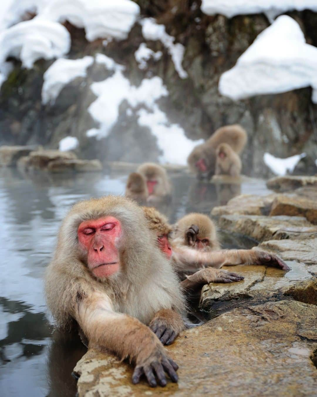 Discoveryさんのインスタグラム写真 - (DiscoveryInstagram)「Snow Monkeys in Jigokudani Hot Spring in Nagano, Japan. #monkeyday🐒  Photo: Alexandre Shimoishi  #japan #snowmonkey #winterwonderland #spaday #nagano #wildlife_perfection」12月15日 3時14分 - discovery