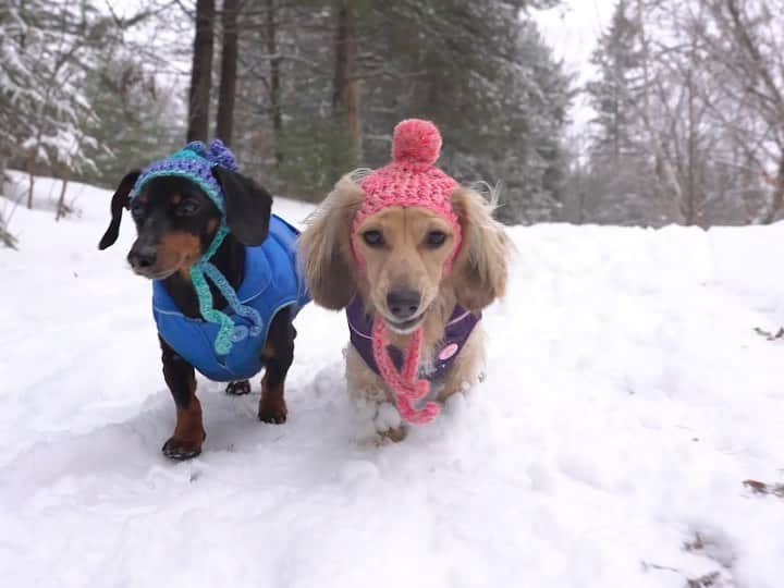 Crusoe the Celebrity Dachshundのインスタグラム：「“Pickin’ out our Christmas tree! If you didn’t already, go watch the FULL episode via link in my profile!” ~ Crusoe」
