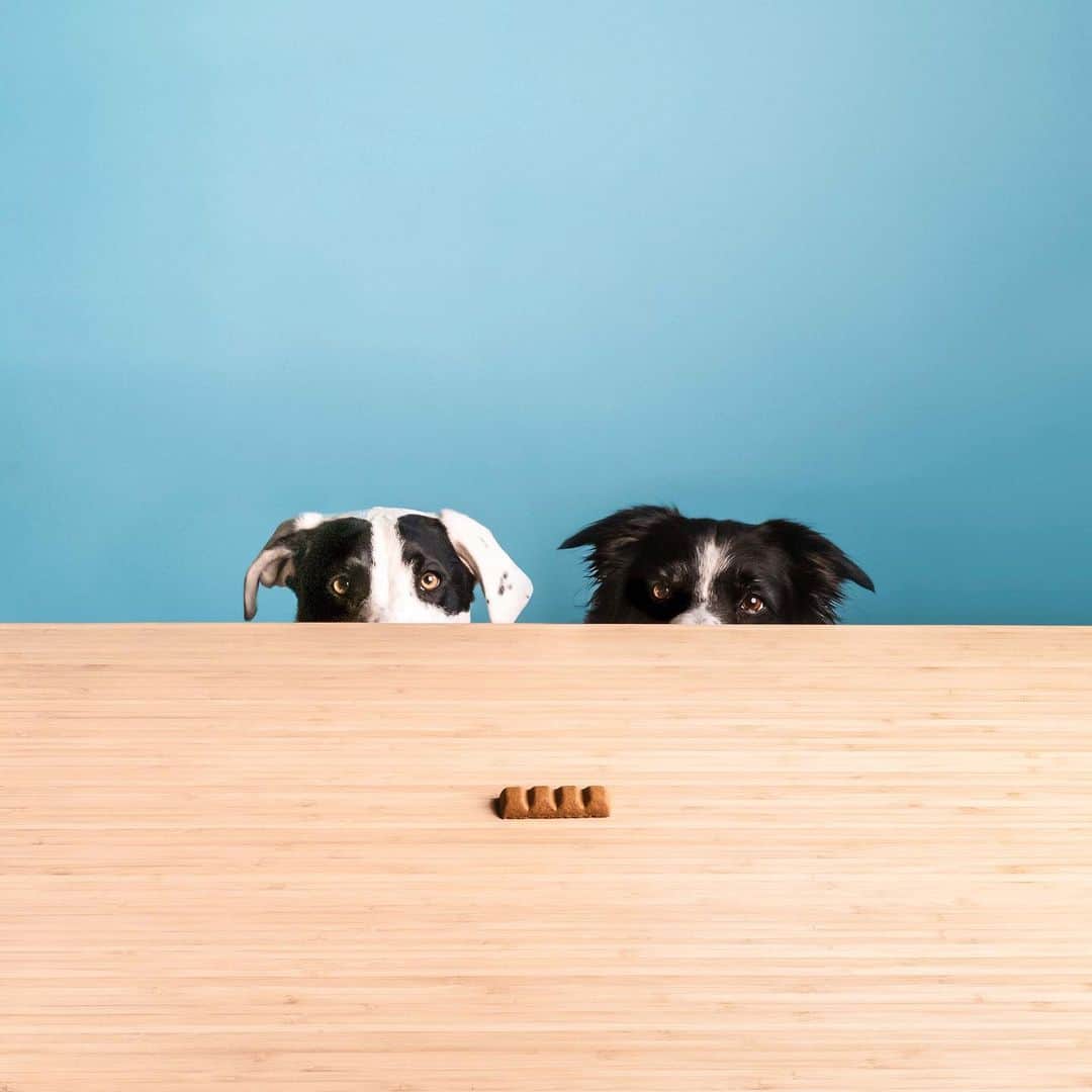 Andrew Knappのインスタグラム：「The perfect dog treat, and it’s even sharable. All organic, no artificial flavours, colours, or preservatives, made with human grade ingredients. The bag it comes in is even biodegradable. Best of all? Picky Momo actually loves it. And if I’m being totally honest, they smell so good I’ve eaten them more than once.   Link in profile, and use the code MOMO25 at checkout to get 25% off #cookiepalpals #partner」