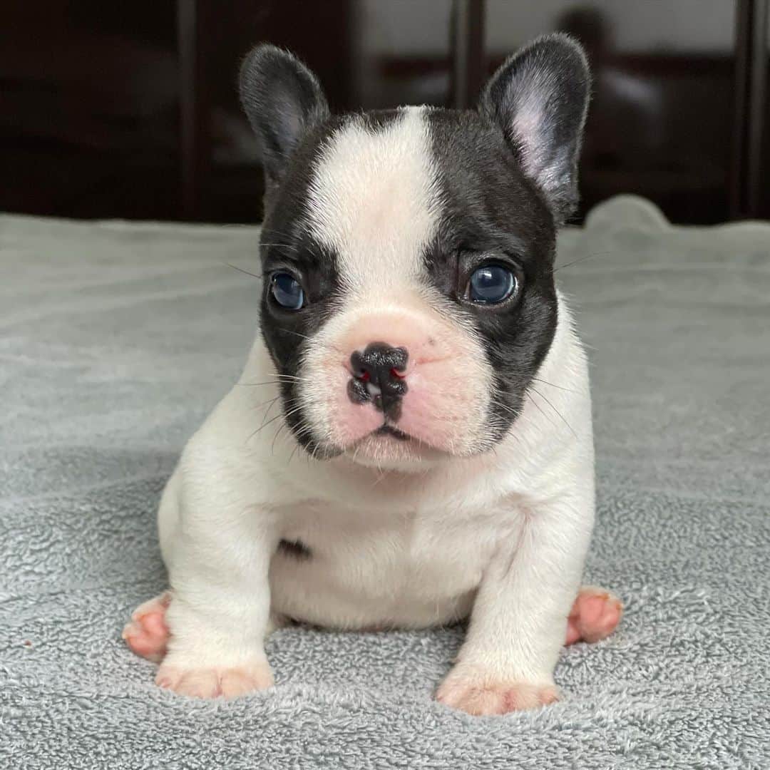 Regeneratti&Oliveira Kennelのインスタグラム：「Aww the cuteness ❤️🥰 (DM me info, serious inquiries only please) #frenchbulldog #frenchie #jmarcoz #frenchies1」