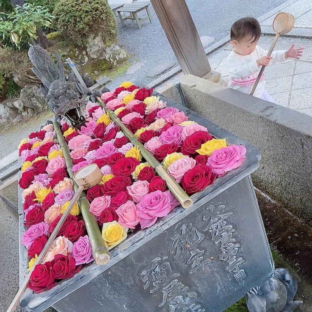 澤野井香里さんのインスタグラム写真 - (澤野井香里Instagram)「平安時代から親しまれる#柳谷観音 ・#楊谷寺 へ(*^^*)﻿ ﻿ 美しい薔薇の#花手水 が出迎えてくれた🌹✨﻿ #そうだ京都いこう﻿ ﻿ #ks_20✨ #ks_kyoto✨#京都 #長岡京　#薔薇　#眼病平癒祈願所 #ベビフル #ママリ #コドモノ #女の子ママ #男の子ママ　#ママライフ　#子供とおでかけ　#京都観光　#お寺巡り #ks_dau #ks_dau_2020 　#M🍒_」12月15日 4時49分 - kaori_sawanoi