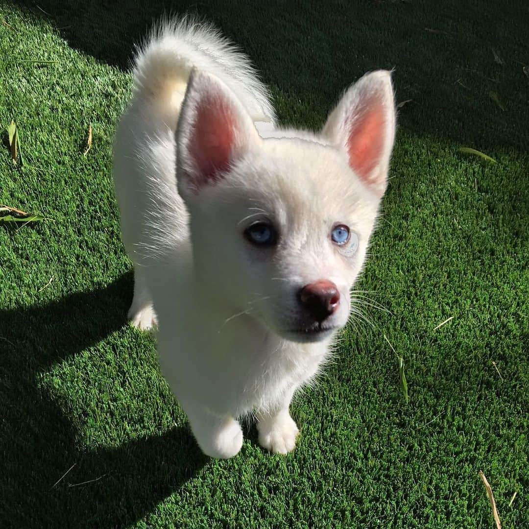 ジェンソン・バトンのインスタグラム：「4yrs ago today @brittnyward and I became parents to this adorable nugget! Storm our little Arctic Fox! 😍 #pomsky #dogsofinstagram #dogs」