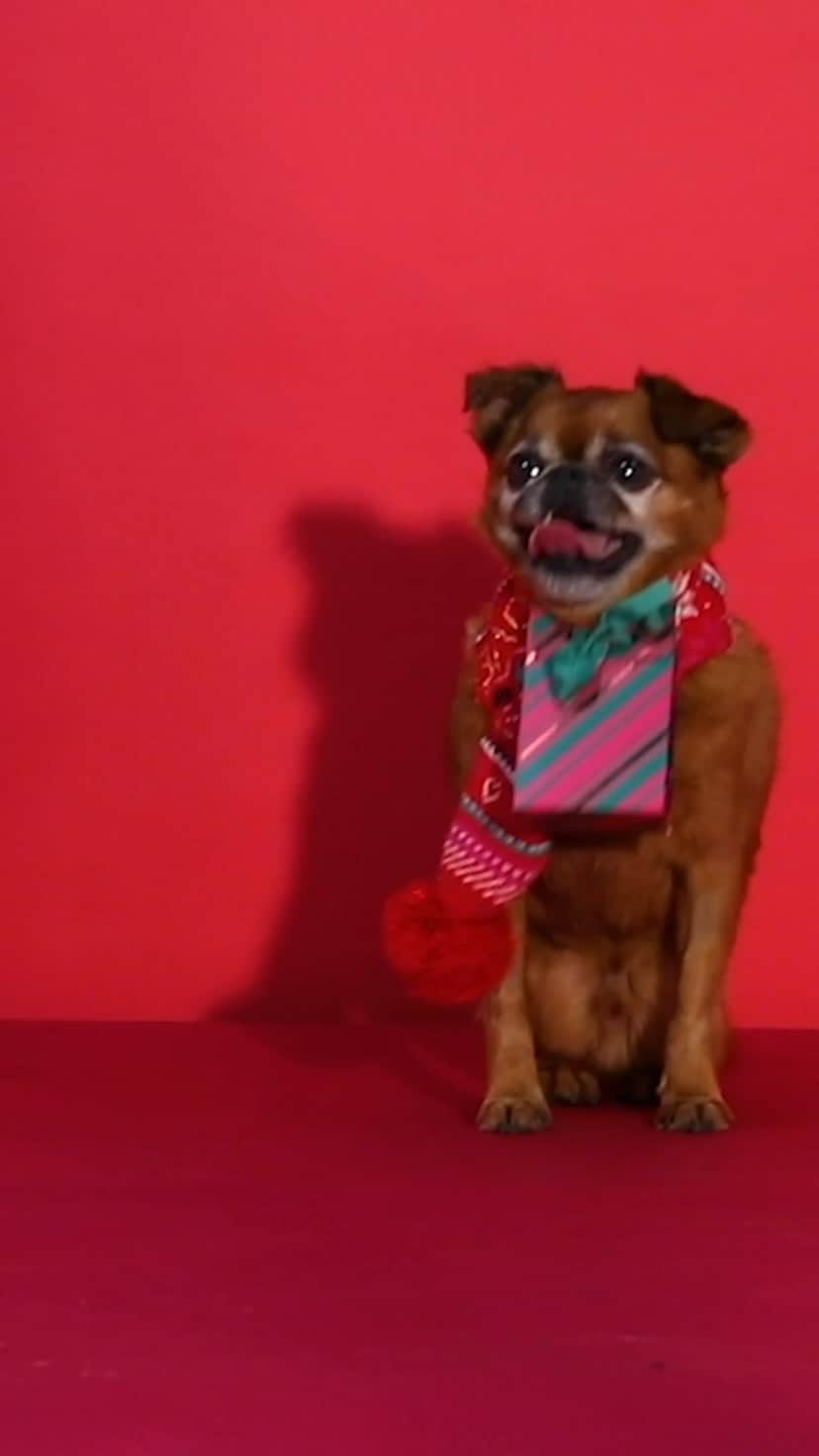 アクセサライズのインスタグラム：「On the third day of wonder, Accessorize gave to me ... Festive tails 🐶 head to our reels to meet our pawfect little helpers 🎄  Don’t fur-get your pets this Christmas, tap the link in our bio to shop 🐾  #Accessorize #WonderFilled #DogsOfInstagram」