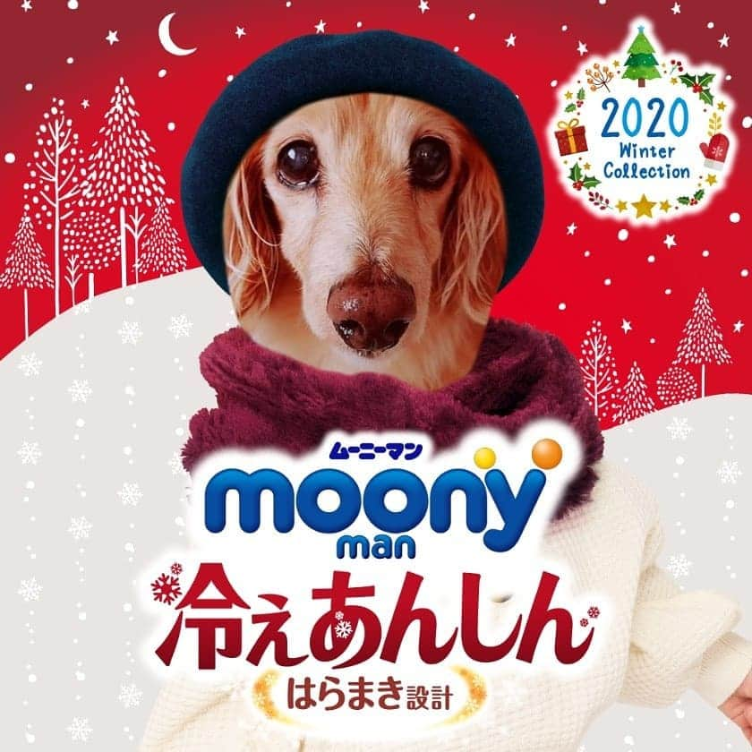 ピックさんのインスタグラム写真 - (ピックInstagram)「おはよう🐶🐶 お空から、ピックが登場～❤️ 、 やっぱり、さいこーに可愛い我が家の長男🐶🐾 、 あまりの寒さに、みんなに、冷えは、万病のもとだわん、 腰にも、内蔵にも、関節にも ⚠️⚠️だよって‼️ 教えてくれましたよー😃 、 @himekochama みかさんが、またまた、可愛い、#ムーニーマン  #腹巻き  #冷えあんしん  作ってくれたよ😃 苺ちゃん 今日こそ、退院出来るといいね🙏 、 #アプリ #オムツ #おはよう #寒波 #お腹 #はらまき #愛知県 #７ヶ月 #癒しわんこ #パピー #パピー犬 #犬の動画 #犬のいる生活 #ミニチュアダックス #ミニチュアダックスゴールド #いぬすたぐらむ #犬 #いぬ #子犬 #dog #dogstagram #インスタグラム #Instagram #ピック #15歳9ヶ月🌈 #わんわん小学校」12月15日 6時47分 - pick09040904