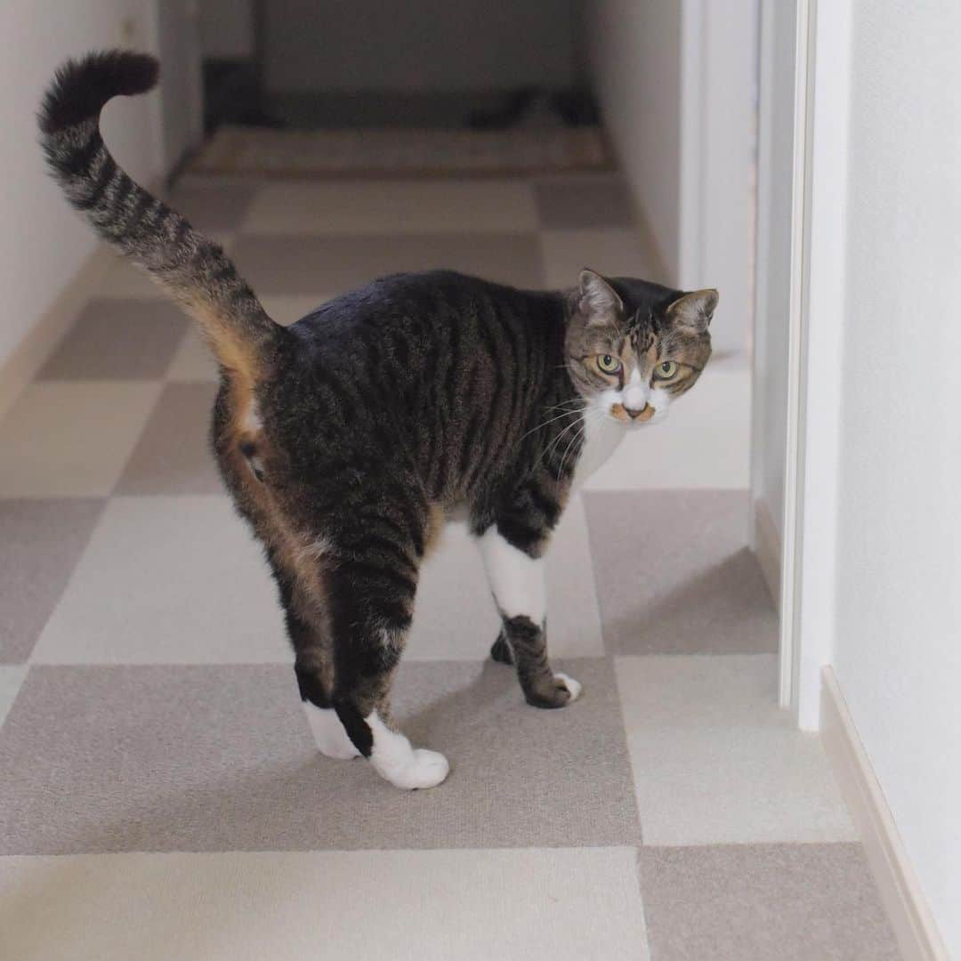 meekooのインスタグラム：「猫じゃらし壊してやったニャ😎✨ #あと２本ある」
