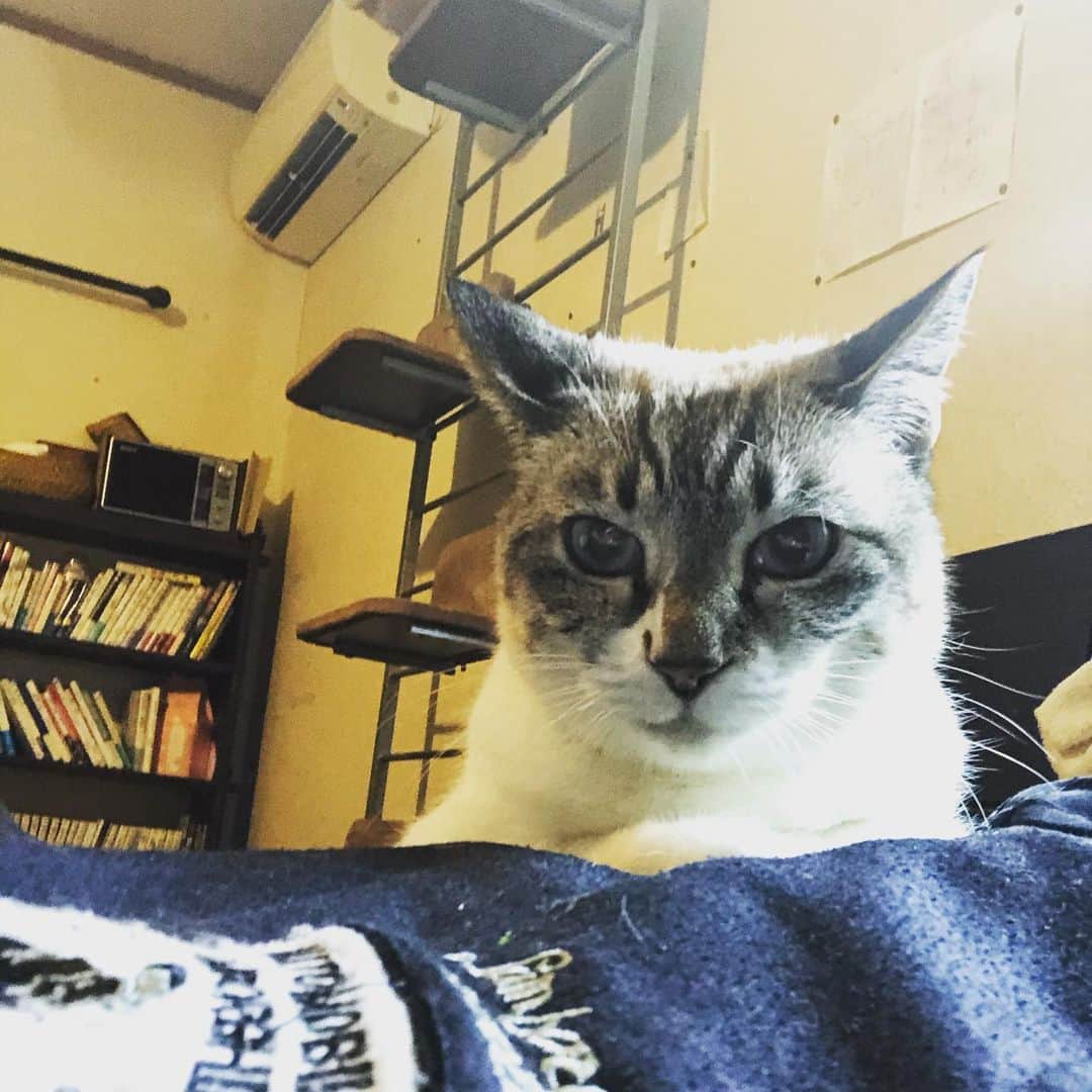 町田康のインスタグラム：「いさぎよくしなさい。ボンドとかあかぬよ。」