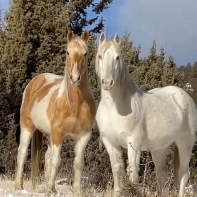 シャニン・ソサモンのインスタグラム：「Truly majestic   #REPOST @skydogsanctuary  Such a glorious and spectacular site on the hill today. I wish these two mares had never been rounded up and were still running free but they sadly were, so what an honor it is to share land with them. What a thrill it is to see them together with the sun shining on them and the snow beneath their feet. Blue skies above just make them even more colorful and breathtaking and their bonds are as clear today as every day. We are blessed and grateful to do what we do in giving these horses sanctuary for all the reasons we do. For bonded families like this who should stay together, for other mustangs who have been through the horrors of a kill pen, have special needs, are trainer “fails”, can’t adjust to domestic life, have been starved or abused – but all united in needing the peace they find here. Later we will see Monty and Whisky arrive but this is the peace and space that awaits them. The healing has begun and I can’t wait to see beautiful Monty put some weight on and come back to life and health #skydogswan #skydogautumn #passthesafeact #emptythepens #livewildstayfree #adoptblmmustangs  #mustangsmatter  #stoptheroundups #savedfromseparation  #mustangsanctuary #teamskydog #bekind」