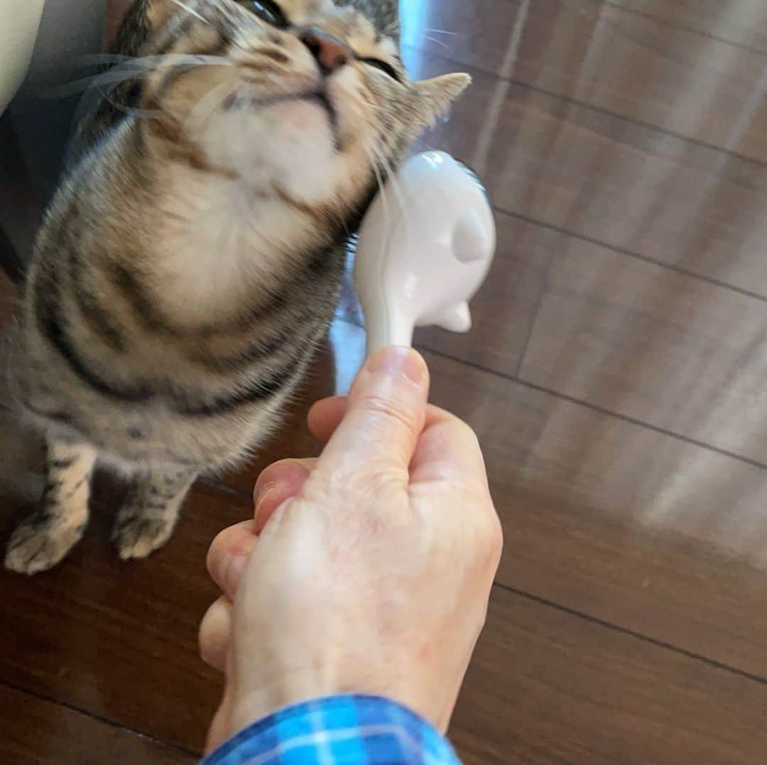 のインスタグラム：「朝のルーティンの一つ。  #マメ #オシキャット #溝口肇」