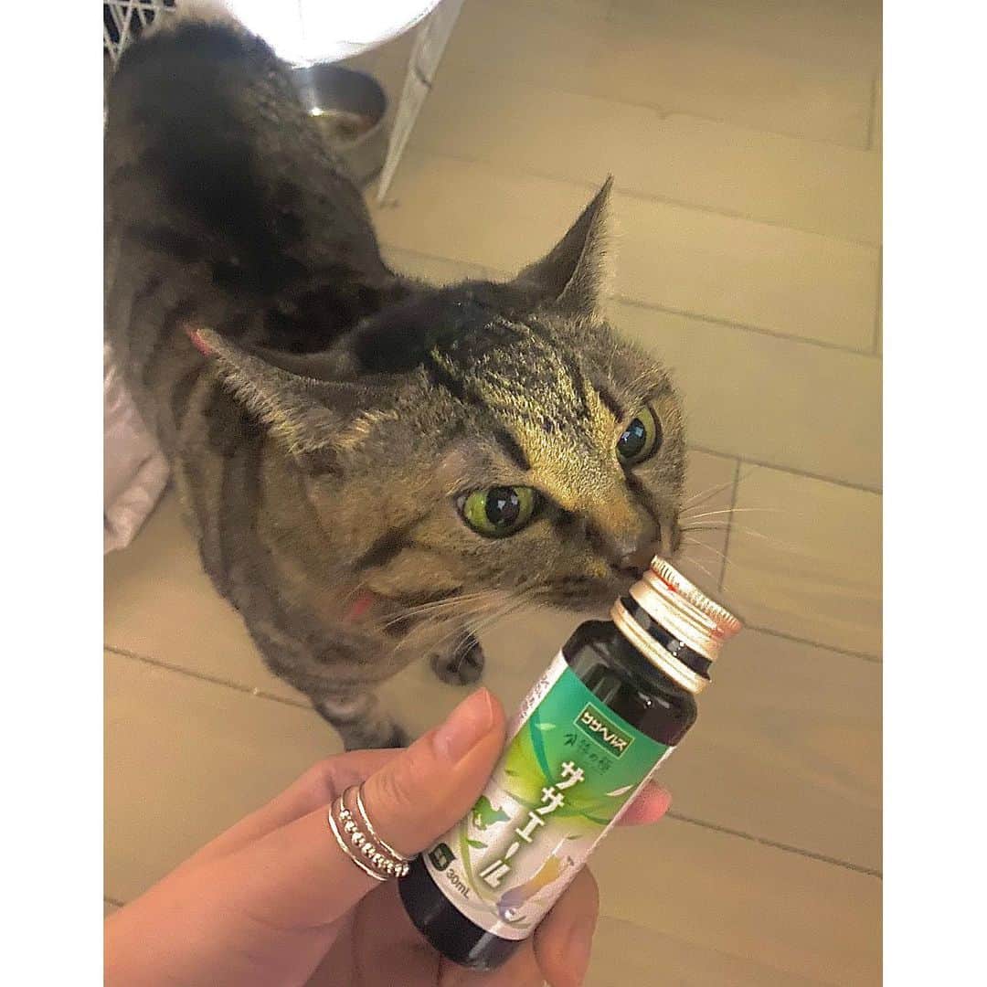 DJ mariennuのインスタグラム：「ロロちゃんも生まれてから10年が過ぎて結構な大人🐈 という事で気になっていた犬猫ちゃん用の口腔ケアが出来て 添加物、着色料、保存料を一切使用していないオーガニック製品のササエールをGetしてみました♪   100％国産のクマ笹を抽出したエキスで作られていて人間でも飲めるヒューマングレード製品!! マリエンヌも飲んじゃおうかな〜なんて🧸もちろん犬猫ちゃん以外も飲めるんだって♪ロロちゃんは餌に数滴垂らして食事してもらってます🍴 今は天国にいる実家の猫ちゃんが歯槽膿漏になってしまって辛そうだったのでササエールみたいな製品に出会えて感謝❤️ 餌も問題なく食べてくれて安心です💪 大事なペットの口内ケアが気になる方は是非チェックしてみて下さい🐈🤍  #犬の口腔ケア #犬の口臭 #クマ笹エキス#ササエール #猫の口腔ケア #猫の口臭」