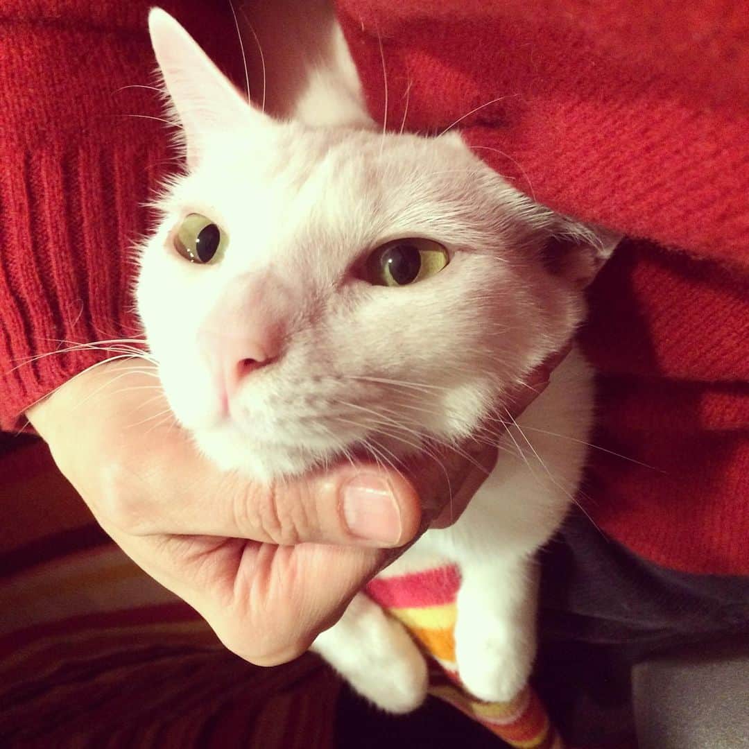 岡田屋鉄蔵のインスタグラム：「ハムさん画像が多めなのは、ハムのがカワイイからとかではなく、ナブさん大概机の下の膝の上陣取ってるから我がアイポンの糞カメラではピントが合わないんです…早くXperiaに乗り換えたい。あと、ナブさんもめちゃくちゃカワイイです。」