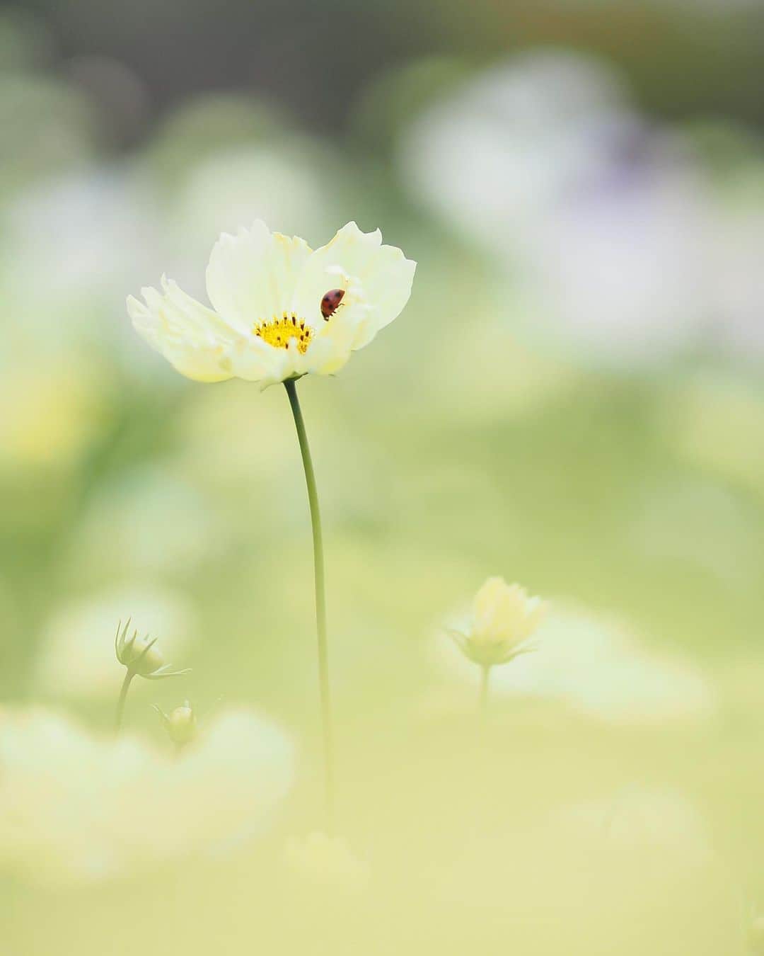 OLYMPUS_PEN_LOVERのインスタグラム：「よく見るとお花にてんとう虫が……🐞🌼  75mm F1.8 のレンズを使えば、こんなにふわっふわな写真を撮ることもできちゃいます🤍 ポイントは、メインのお花より手前にある花越しに撮ること。 そうすれば、前ボケ(メインの被写体より前にあるボケ)もかんたんに作り出すことができます💐  ----------------------------------------------------﻿ 📷 M.ZUIKO DIGITAL ED 75mm F1.8﻿ photo by 社員 #mzuiko75mmf18  ----------------------------------------------------﻿ ﻿ @olympus.pen からこちらもチェックしてみてくださいね👇👇﻿ —————————————﻿ PENと単焦点レンズ﻿ ➡️ハイライト『レンズ』﻿ —————————————﻿  ﻿﻿ #花 #🌼 #ミラーレス一眼 #カメラ #camera #📷 #写真好きと繋がりたい #olympuspen #オリンパスペン #olympus #オリンパス #penとおでかけ #om_photo #om写真投稿 #penのある生活」