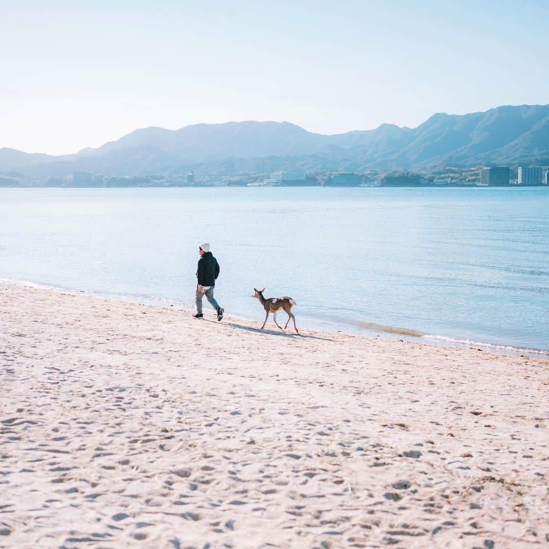 fuka_09さんのインスタグラム写真 - (fuka_09Instagram)「﻿ 度々訪れている広島県宮島(厳島)﻿ 片道10分のフェリーを降りると﻿ 鹿たちが出迎えてくれます﻿ ﻿ 宮島のシンボルでもある﻿ 厳島神社は何度訪れても﻿ その荘厳さに心打たれます﻿ ﻿ ただ宮島は厳島神社だけでなく﻿ こんなに美しい海や自然、﻿ 活気ある商店街など、いろんな魅力が﻿ 小さな島にぎゅっと詰まってます﻿ 私はきっとその魅力に惹かれていて﻿ それがこれからもここを訪れる理由です﻿ ﻿ ﻿ NTT西日本「思いをつなぐプロジェクト」﻿ に参加しています。私は今回思い出のある﻿ 宮島の写真を選びましたが、皆さんの﻿ 思い入れのある場所はどこでしょうか🕊﻿ 思いを馳せてみてください﻿ ﻿ @nttwest_official﻿ #思いをつなぐフォト #PR﻿ #広島県 #廿日市市 #宮島 #厳島﻿ #NTT西日本」12月15日 17時28分 - fuka_09