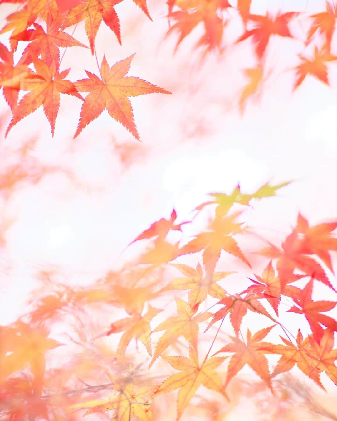 kiccyomuのインスタグラム：「☀️ 2020.12.15 Tue 東京の #紅葉 🍁 #浄真寺 の #モミジ 🍁  今日もあったかくして引きこもり😅 火曜日…今日も元気に🤗  location #東京 #九品仏 📷撮影 2020年12月06日」