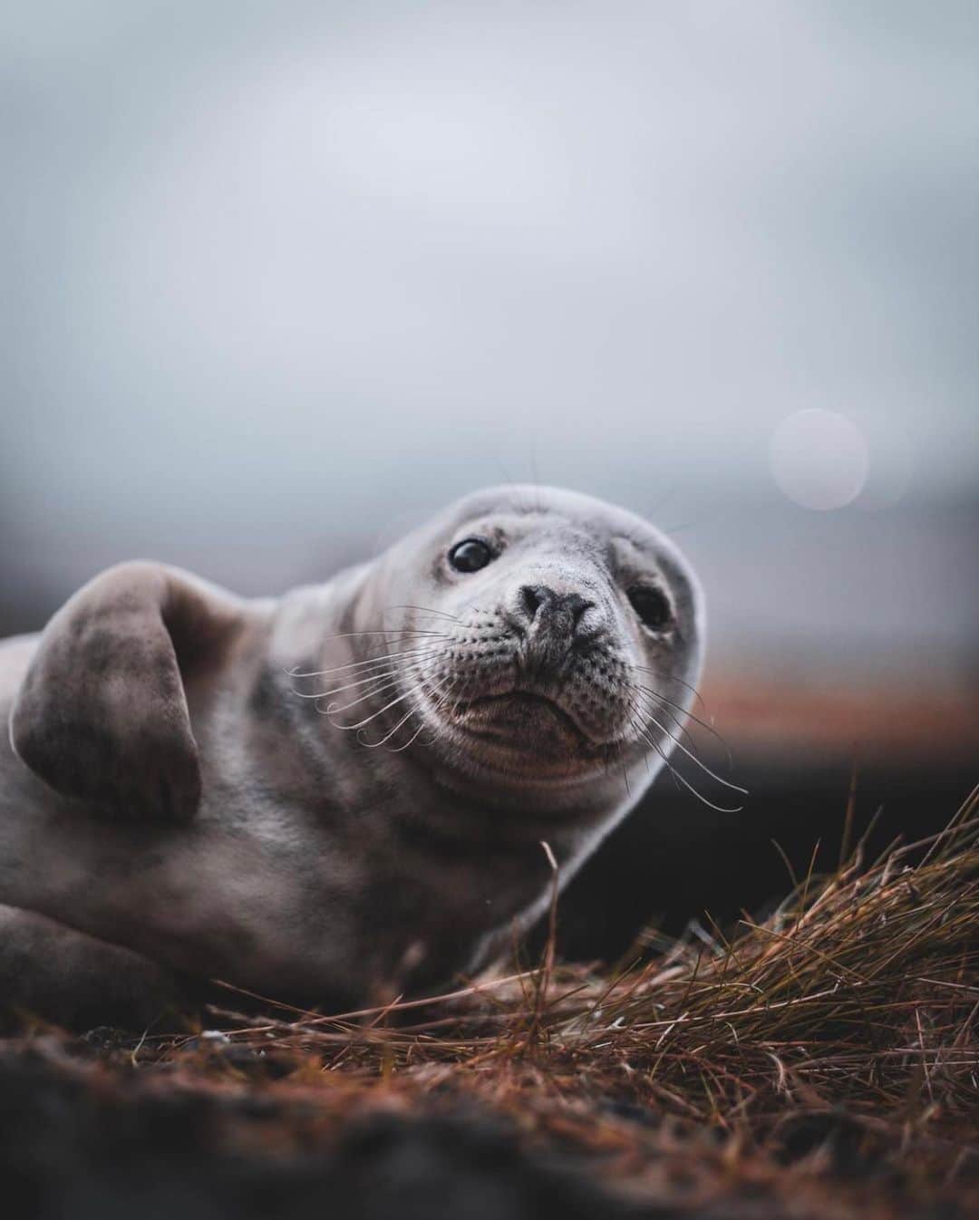 FOLKのインスタグラム：「Tag someone who needs to see this little guy. And other favorites. Today’s are: 1.) @gauihpicofficial 2.) @marian_sicko 3.) @ivareythorsson 4.) @braybraywoowoo 5.) @foxandpines 6.) @helloemilie」