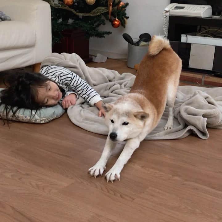 柴犬リリコのインスタグラム：「Good morning❣️ 暖まって身体をほぐしてから散歩に行くんだワンよ🐶」