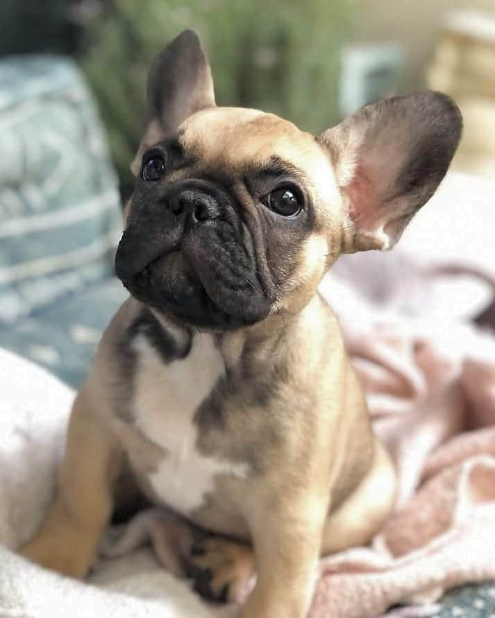 French Bulldogのインスタグラム