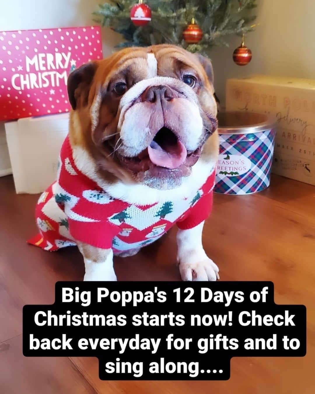 Shinedownさんのインスタグラム写真 - (ShinedownInstagram)「... @thebrentsmith OK everyone!!! Earlier this year I came across this handsome guy A.k.a. @popthebulldog. I wanted to give him a big shout today as he has started his 12 days of #christmas. Do yourself a favor, and go follow him because he is quite possibly the most charismatic #bulldog on the planet. With the exception of @bkerchofficial #2 bulldogs “Jelly Bean” and “Gorda Goo” ... That being said this has been an extremely tough year. We are all aware of what we’ve got to do, and how we need to keep each other #focused #safe and #healthy but I must say Pop,  has definitely kept me smiling this year. So I encourage everyone to give him a follow you won’t regret it, he’s AWESOME!!!  #popthebulldog #12daysofchristmas #dogsofinstagram #shinedown #shinedownnation #shinedownfamily #smile #love #life #live #bewell」12月15日 8時51分 - shinedown