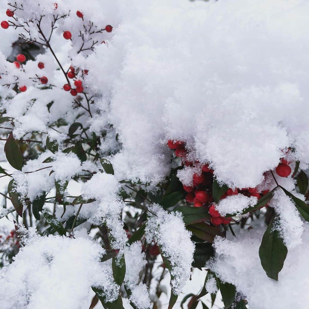 ひまわりちゃんねるさんのインスタグラム写真 - (ひまわりちゃんねるInstagram)「おはようございます😊 今日は朝から雪がすごい💦今冬は雪が多そうだぁ☃️」12月15日 8時55分 - himawari_ch