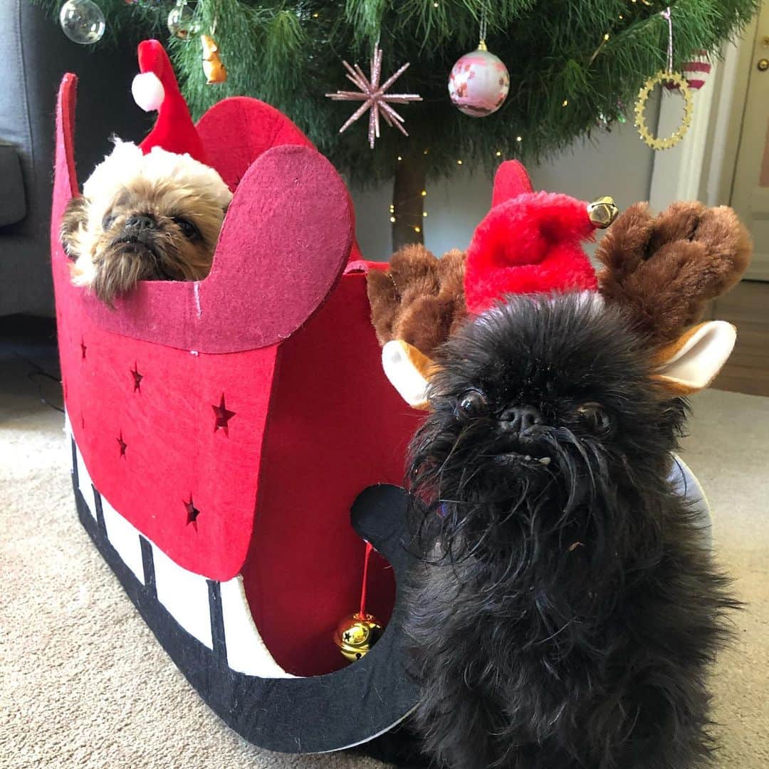 Digby & Aloのインスタグラム：「“Rudolph the red nosed reindeer” is my favourite holiday song about how people are assholes to you until they need something.」
