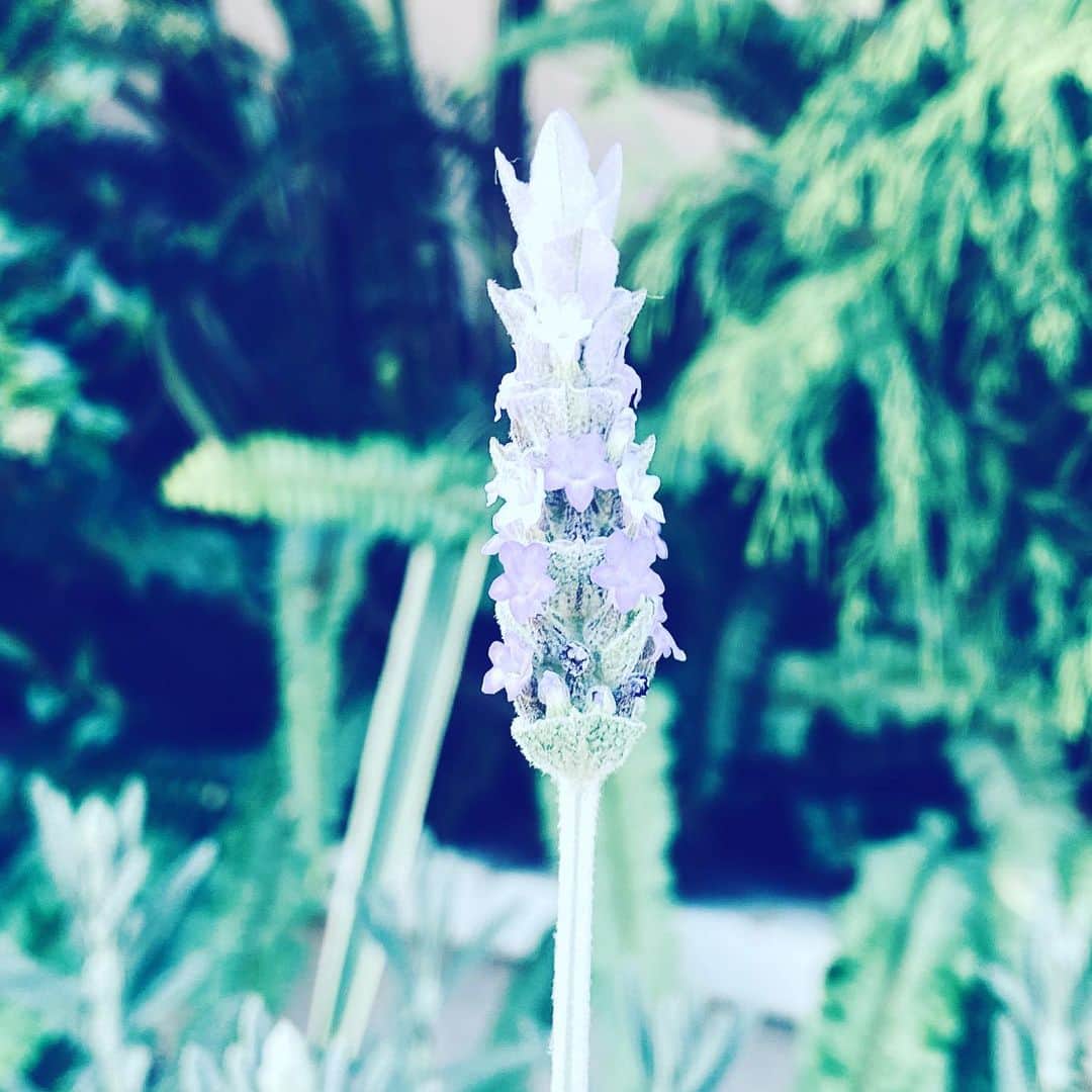 のインスタグラム：「#flower #flowersoflife #purple #hope #green」