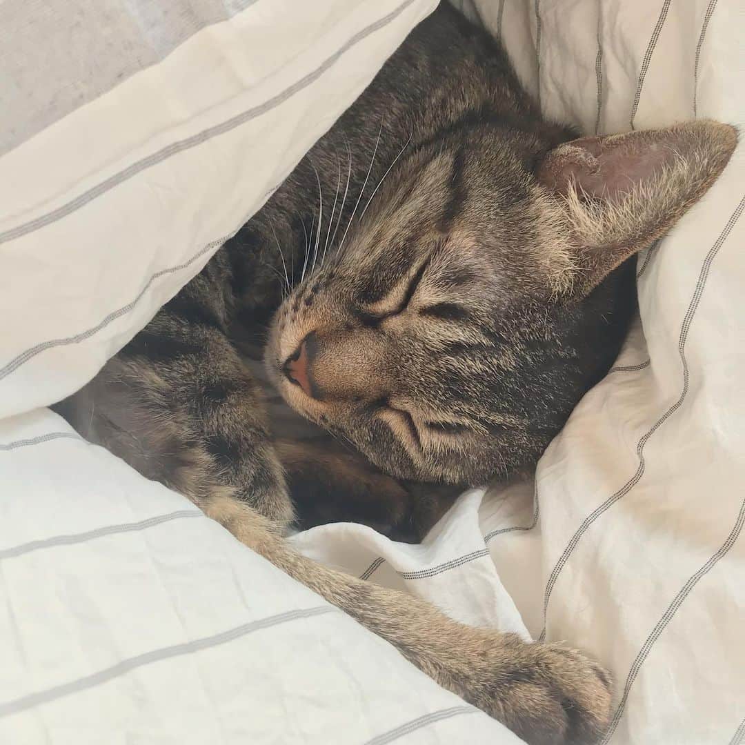 小嶋晶子のインスタグラム：「I don't want to get out of bed. 🐈💤🐾 #cat #cats #browntabby #catsofinstagram #catstagram #neko #nekostagram #ねこ #ねこ部 #ねこすたぐらむ #きじとら #きじとらねこ #きじとら女子 #きじとら部 #ネコ #ネコ部  #キジトラ #キジトラネコ #キジトラ部 #かぎしっぽ #かぎしっぽ猫部 #カギしっぽ #カギしっぽ猫 #お腹ハゲてる #足の裏もハゲてる」