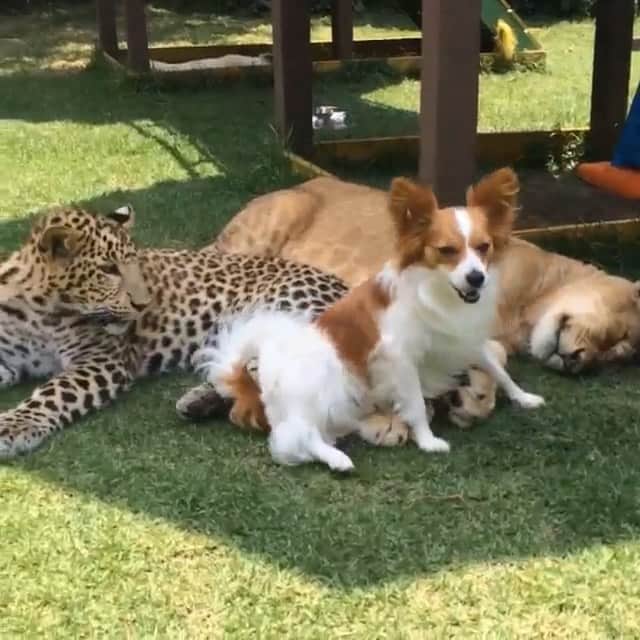 Black Jaguar-White Tiger のインスタグラム