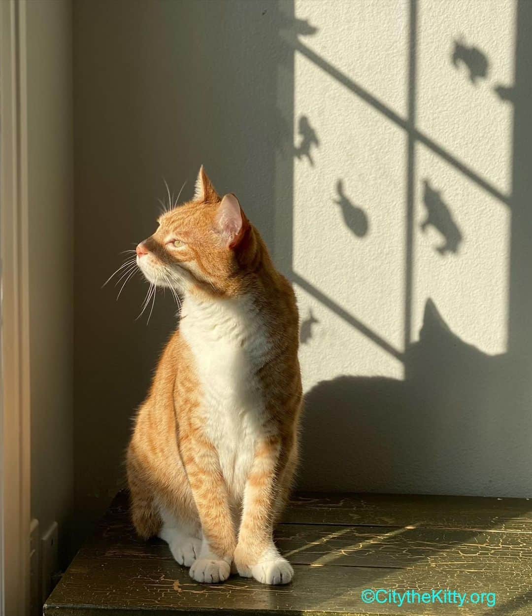 City the Kittyのインスタグラム：「Soaking it in. ☀️   #sunshine #sunshinecat」