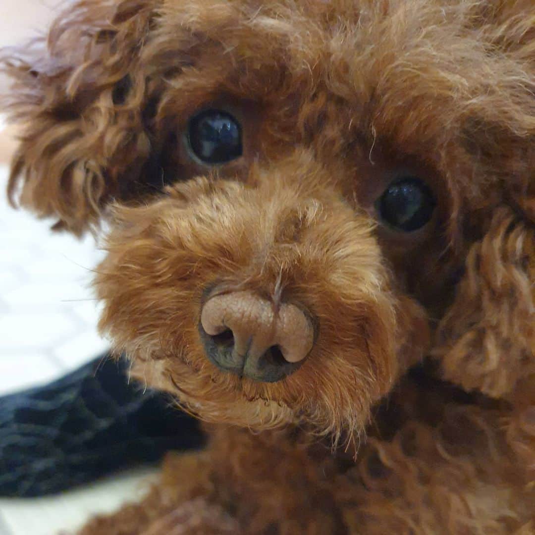 ユン・サンヒョンのインスタグラム：「나겸이가 찍어놓은 코코. 이렇게나 예쁜 우리 개딸.  #딸이많아행복합니다 #토이푸들 #비숑프리제 #개딸들도함께살아요」