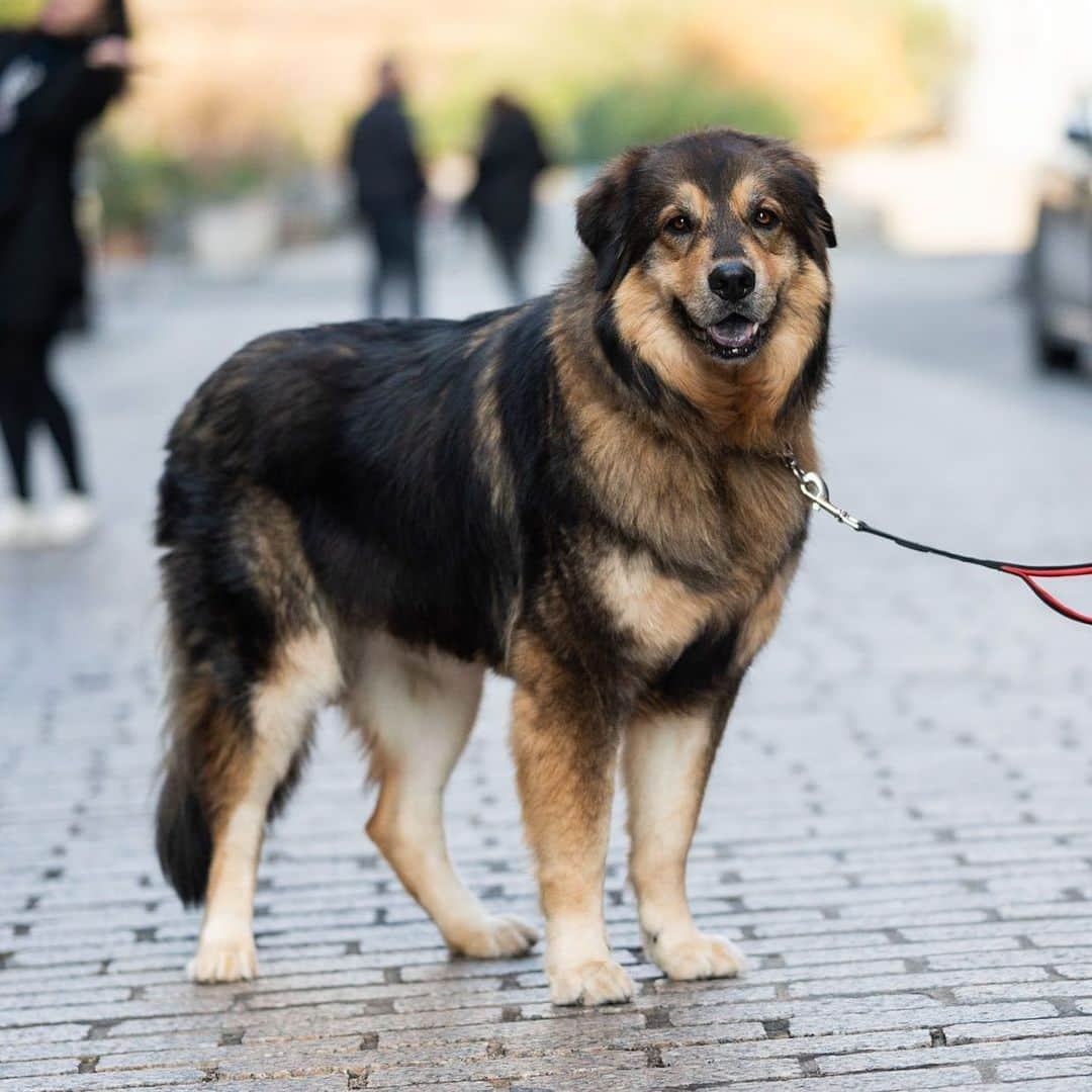 The Dogistさんのインスタグラム写真 - (The DogistInstagram)「Bates, Great Pyrenees/German Shepherd mix (5 y/o), Washington & Water St., Brooklyn, NY • “They told us he was full grown at 35 lbs – he’s now 85. He has a whole bin of toys and he gives them all equal treatment. He also solved world hunger. He’s good with logistics.” @goodboybates」12月15日 10時47分 - thedogist