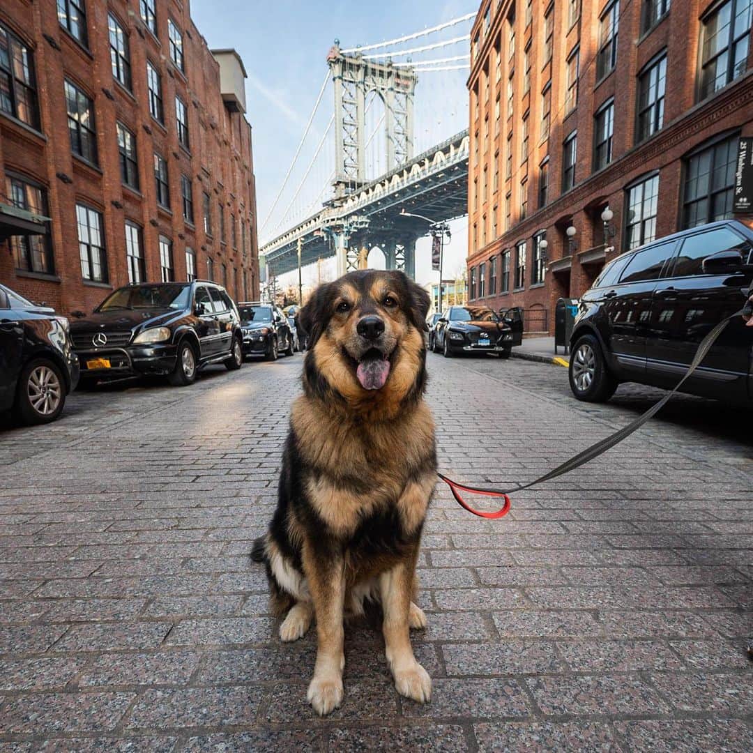The Dogistさんのインスタグラム写真 - (The DogistInstagram)「Bates, Great Pyrenees/German Shepherd mix (5 y/o), Washington & Water St., Brooklyn, NY • “They told us he was full grown at 35 lbs – he’s now 85. He has a whole bin of toys and he gives them all equal treatment. He also solved world hunger. He’s good with logistics.” @goodboybates」12月15日 10時47分 - thedogist