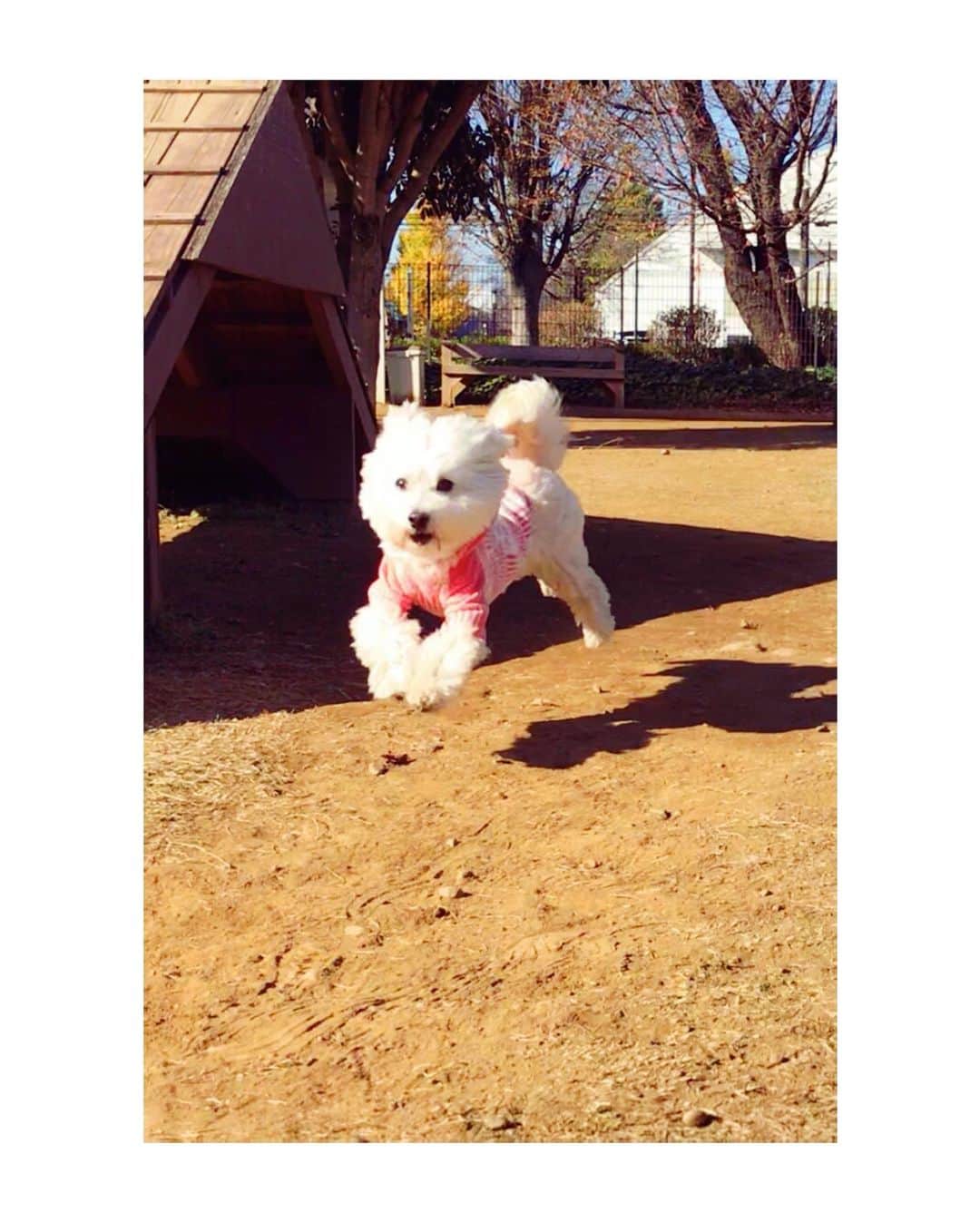 のインスタグラム：「先日今年初めて(もう今年おわる、、、)ダンスのレッスン受けたら 筋肉がぷるぷるして　腕を勢いよく伸ばすっていう振付のときは　ふんっ！！って小さい掛け声出さないとできない自分がいました ダサい(ToT) ずっとダンサーさんには憧れておるのですが　ほんと魔法使いみたいですよね あんなふうに踊ったら気持ち良いんだろなー！ 見てるだけで幸せな気持ちになりました #写真は関係ありません　#犬の飛ぶ瞬間　#楽しそう #幸せもらえる」