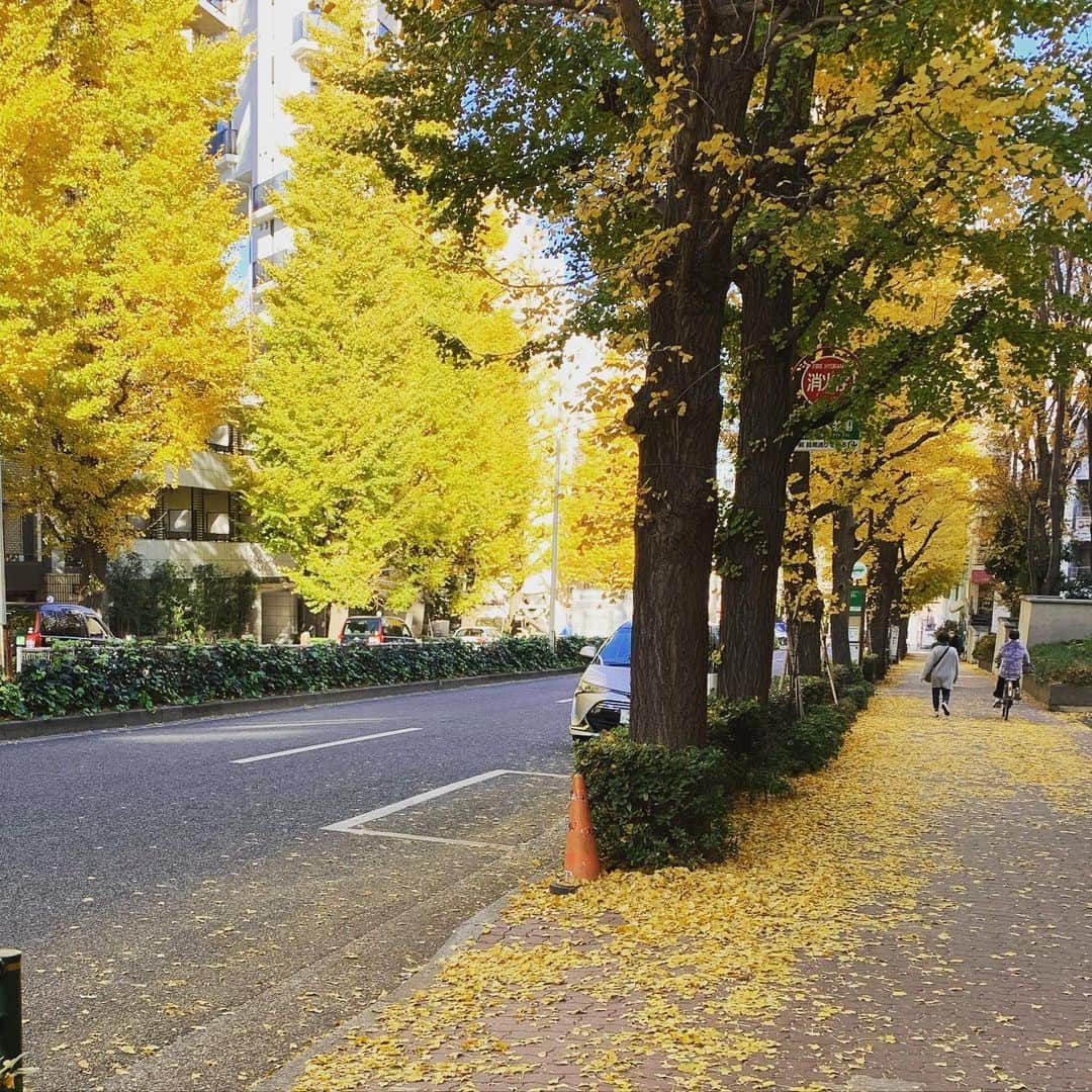 田中ウルヴェ京さんのインスタグラム写真 - (田中ウルヴェ京Instagram)「50年以上、共に過ごしてる銀杏並木。 小さい頃のプラチナ通りは中央分離帯もなくて、すごく広くて。歩くと色々思い出します。#白金台 #プラチナ通り #銀杏並木」12月15日 11時22分 - miyako.tanaka.oulevey
