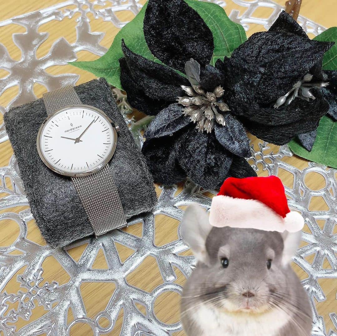 hamster_mocoさんのインスタグラム写真 - (hamster_mocoInstagram)「ちむサンタからのお知らせでちゅ❤ ･ ノードグリーン @nordgreenofficial_japan さんの素敵な腕時計が届きました⌚🎅🏻✨ ･ いつもゴールドを選ぶ事が多いのですが、久しぶりにシルバーの時計を選ばせていただきました☺️ ゴールドよりクールな感じになるのでパンツスタイルやシルバーのアクセサリーと一緒に付けるのが楽しみ😚🎶 ･ 雰囲気を変えたい時はピンクの革のバンドに付け替えて女子力高めで使えるのもめっちゃお気に入り🥰 ･ 🎄クリスマスキャンペーン🎁 期間：12/2 - 12/20 15％OFFクーポンコード（1/31まで有効） 【⠀ASAHI⠀】 Website→→→ https://bit.ly/2K8JVZx ･ 大切な人へのギフトはもちろん自分へのご褒美にもオススメです🎁💕 ･ #nordgreen#ノードグリーン#クリスマス#クリスマスプレゼント#プレゼント#冬コーデ ･   #チンチラちむ#チンチラ#チンチラバイオレット#チンチラベビー#チンチラのいる生活#チンチラ好きと仲良くなりたい#チンチラグラム#Chinchilla#Chinchillagram#Chinchillaworld#igersjp#ig_japan#instapet#9gag#龙猫#친칠라#モフモフ#ペット#ふわもこ部」12月15日 11時24分 - asahi.fl