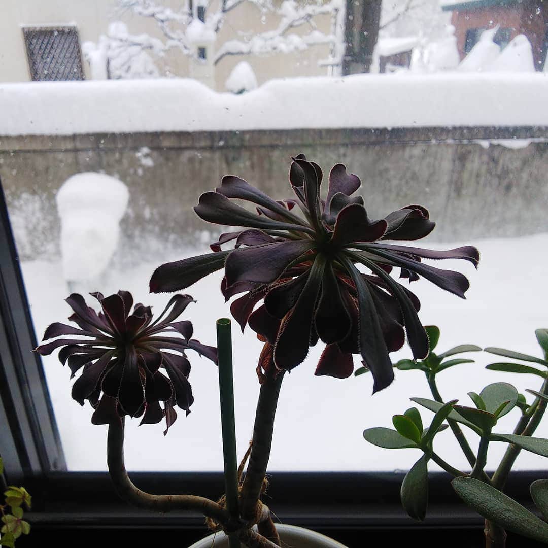 みながわゆみさんのインスタグラム写真 - (みながわゆみInstagram)「#雪 #雪が積もりました #黒法師 #はなまっぷ #花まっぷ #花の写真 #花写真 #花撮り #花好きな人 #花好きな人と繋がりたい #写真好き #写真好きな人と繋がりたい」12月15日 11時34分 - nama.09.19