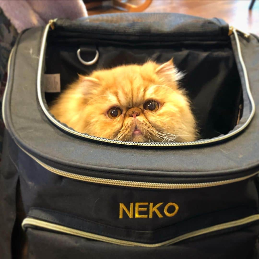 Qのインスタグラム