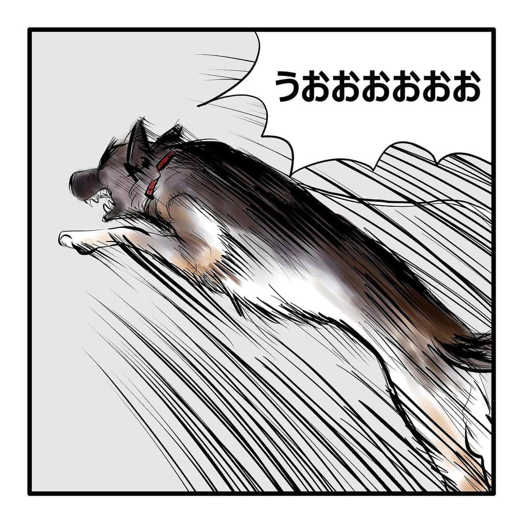 てらりんさんのインスタグラム写真 - (てらりんInstagram)「『ゴボウ』⑰  #漫画 #マンガ #まんが #インスタ漫画 #創作 #コミック #イラスト #犬 #シェパード #ゴボウ #manga #comic #illustration #art #drawing #dog #germanshepherd #alsatian #gobo」12月15日 11時51分 - terarin08
