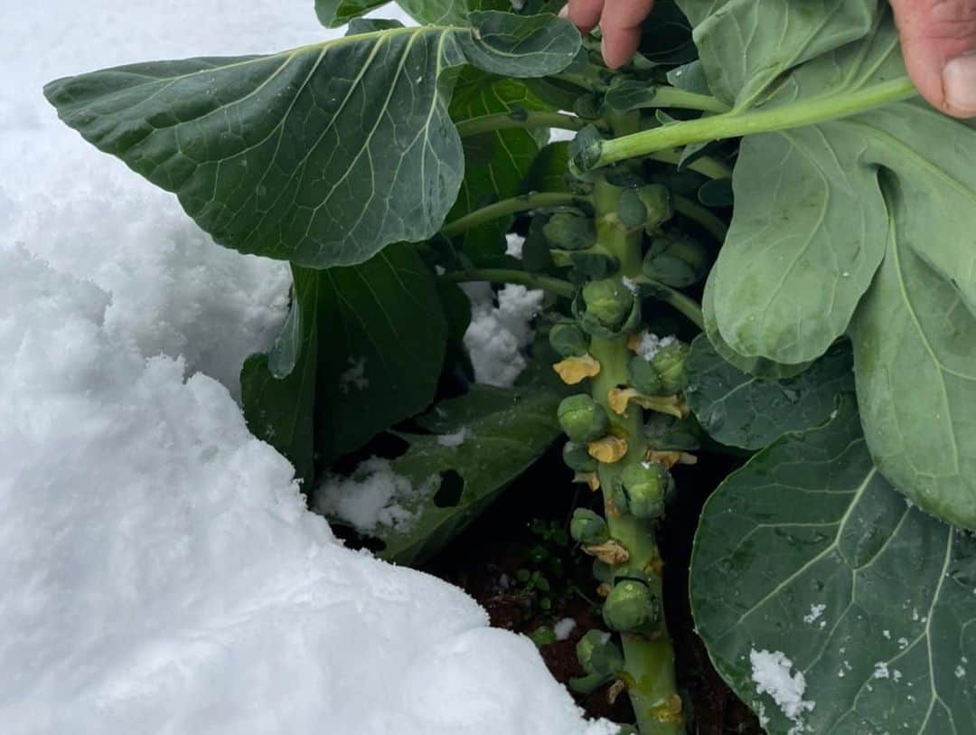 中岡由佳さんのインスタグラム写真 - (中岡由佳Instagram)「北陸は雪景色☃️石川県の小松空港へ行き🛩レンタカーで能登島のNOTO高農園を目指しました🚘高さんご夫妻に家族でご挨拶をして広大な野菜畑を見学させていただきました。雪に覆われると甘みが増すのは、野菜の水分を糖分に変えるから。採りたての野菜をかじらせてもらうと美味しかった！！マスクを外してみると自然の空気も美味しかった！！敢えてこの冬の時期に行く価値がありました✨大雪で車の運転や通行止めにならないか等とても心配だったけれど、無事に辿り着けて、農家さんが雪の畑に立つ姿、手袋をせず野菜を素手で触れる姿を見て感動しました。。 #石川県　#能登島　#高農園　#有機野菜 #JAL旅で出会った冬」12月15日 17時51分 - yuka_nakaoka