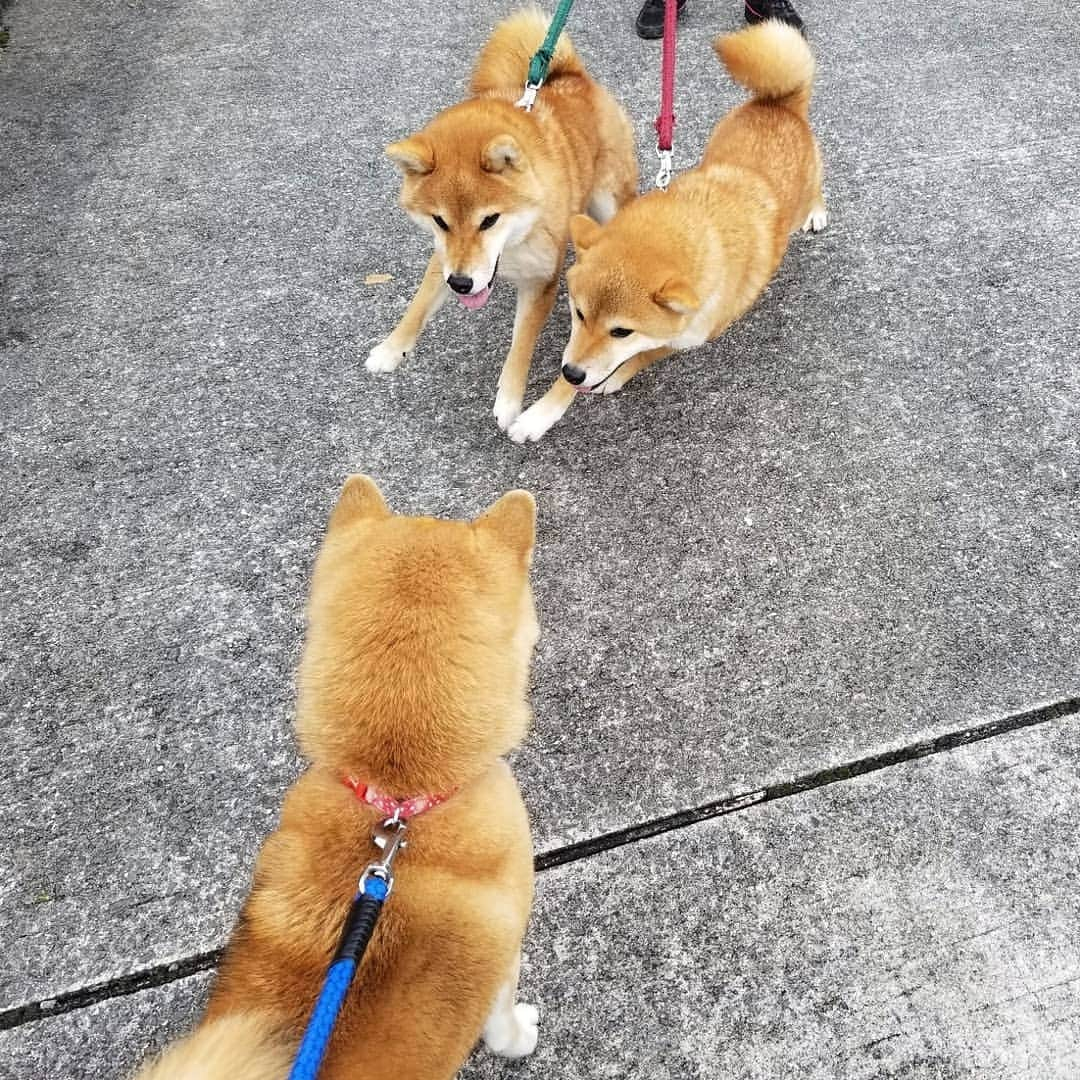 柴犬たま Shibainu Tamaのインスタグラム