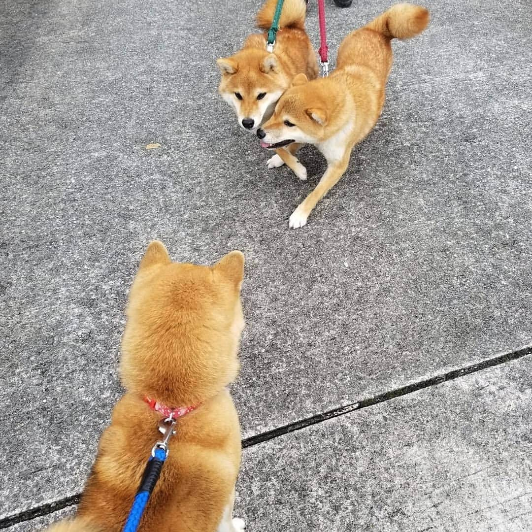 柴犬たま Shibainu Tamaさんのインスタグラム写真 - (柴犬たま Shibainu TamaInstagram)「コイ＆トロの散歩帰りを出迎える たまーば🐶  とにかくこのふたりはグイグイ引っ張って力がとっても強い😅💦元気いっぱいな証拠だね👌  Caption trans🇬🇧 When Koi and Toro came back from their walk, Tama greeted them🐶 Koi and Toro are very strong and pull hard😅💦 That's a sign of their energy👌  #柴犬たま #たママ #たまーば #たま家族 #柴犬コイ #柴犬トロ #おしゅし兄弟 #お散歩 #仲良し兄弟 #仲良しファミリー #祖母と孫 #お出迎え #笑顔 #ふわもこ #後頭部フェチ #愛らぶ後頭部 #プリケツ #しっぽモフモフ #舌ぺろ #柴犬 #shiba #shibainu #shibastagram #犬 #dog #多頭飼い」12月15日 12時34分 - tama7653