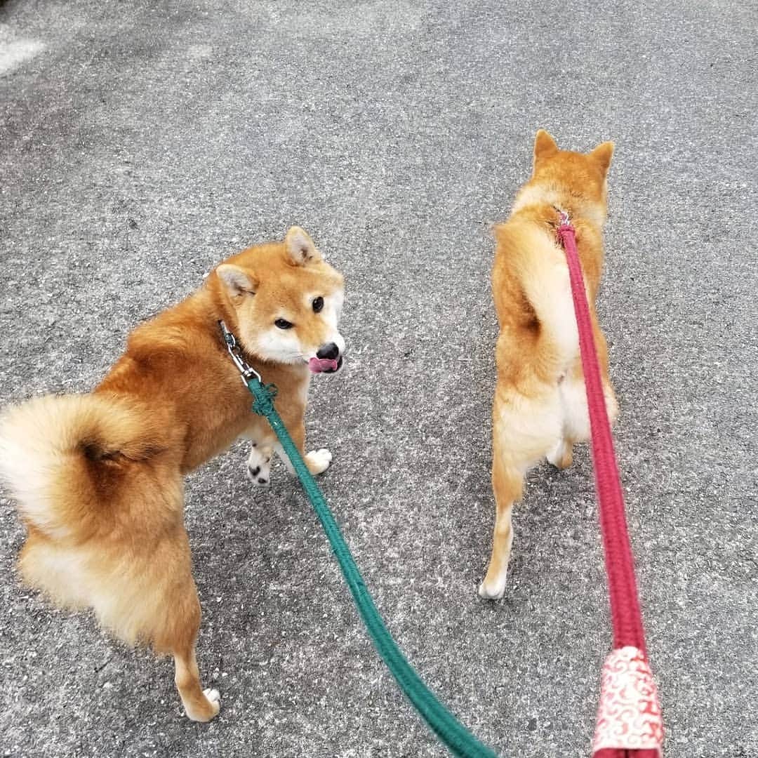 柴犬たま Shibainu Tamaさんのインスタグラム写真 - (柴犬たま Shibainu TamaInstagram)「コイ＆トロの散歩帰りを出迎える たまーば🐶  とにかくこのふたりはグイグイ引っ張って力がとっても強い😅💦元気いっぱいな証拠だね👌  Caption trans🇬🇧 When Koi and Toro came back from their walk, Tama greeted them🐶 Koi and Toro are very strong and pull hard😅💦 That's a sign of their energy👌  #柴犬たま #たママ #たまーば #たま家族 #柴犬コイ #柴犬トロ #おしゅし兄弟 #お散歩 #仲良し兄弟 #仲良しファミリー #祖母と孫 #お出迎え #笑顔 #ふわもこ #後頭部フェチ #愛らぶ後頭部 #プリケツ #しっぽモフモフ #舌ぺろ #柴犬 #shiba #shibainu #shibastagram #犬 #dog #多頭飼い」12月15日 12時34分 - tama7653