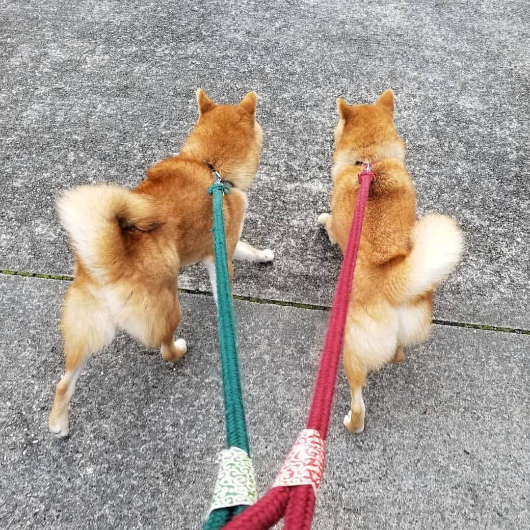 柴犬たま Shibainu Tamaさんのインスタグラム写真 - (柴犬たま Shibainu TamaInstagram)「コイ＆トロの散歩帰りを出迎える たまーば🐶  とにかくこのふたりはグイグイ引っ張って力がとっても強い😅💦元気いっぱいな証拠だね👌  Caption trans🇬🇧 When Koi and Toro came back from their walk, Tama greeted them🐶 Koi and Toro are very strong and pull hard😅💦 That's a sign of their energy👌  #柴犬たま #たママ #たまーば #たま家族 #柴犬コイ #柴犬トロ #おしゅし兄弟 #お散歩 #仲良し兄弟 #仲良しファミリー #祖母と孫 #お出迎え #笑顔 #ふわもこ #後頭部フェチ #愛らぶ後頭部 #プリケツ #しっぽモフモフ #舌ぺろ #柴犬 #shiba #shibainu #shibastagram #犬 #dog #多頭飼い」12月15日 12時34分 - tama7653