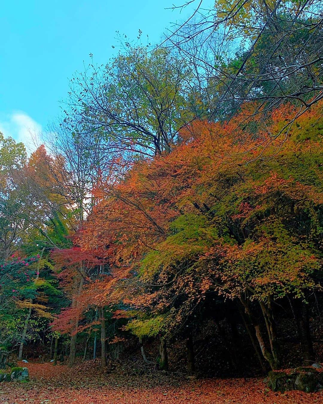 百合華さんのインスタグラム写真 - (百合華Instagram)「#落ち葉の絨毯 🍂🍂🍂  #すみや亀峰菴   #japan #日本 #kyoto  #京都 #亀岡 #湯の花温泉 #温泉 #温泉宿 #温泉旅館 #温泉女子 #温泉旅行  #温泉好き  #敷地内 #紅葉 #お散歩 #お散歩タイム」12月15日 12時56分 - yurika.lovelily