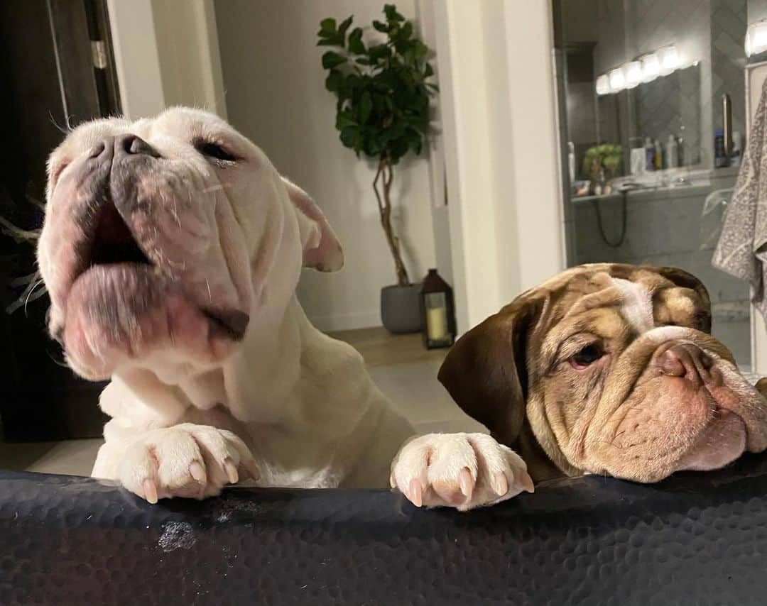 ライアン・オウトゥールさんのインスタグラム写真 - (ライアン・オウトゥールInstagram)「There is no peace and quiet or personal space with these two bully’s @gmarra34 @bugatti_bulldogs @bulldogsofig #bathtime #dogs #lovemydog」12月15日 13時44分 - ryannotoole