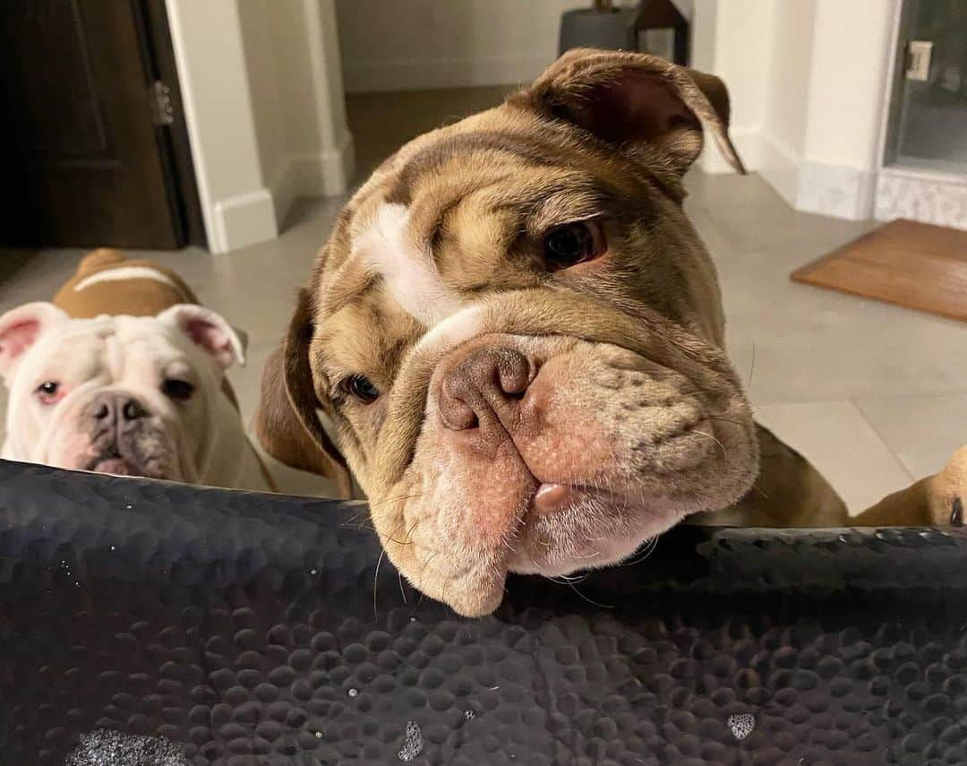 ライアン・オウトゥールさんのインスタグラム写真 - (ライアン・オウトゥールInstagram)「There is no peace and quiet or personal space with these two bully’s @gmarra34 @bugatti_bulldogs @bulldogsofig #bathtime #dogs #lovemydog」12月15日 13時44分 - ryannotoole