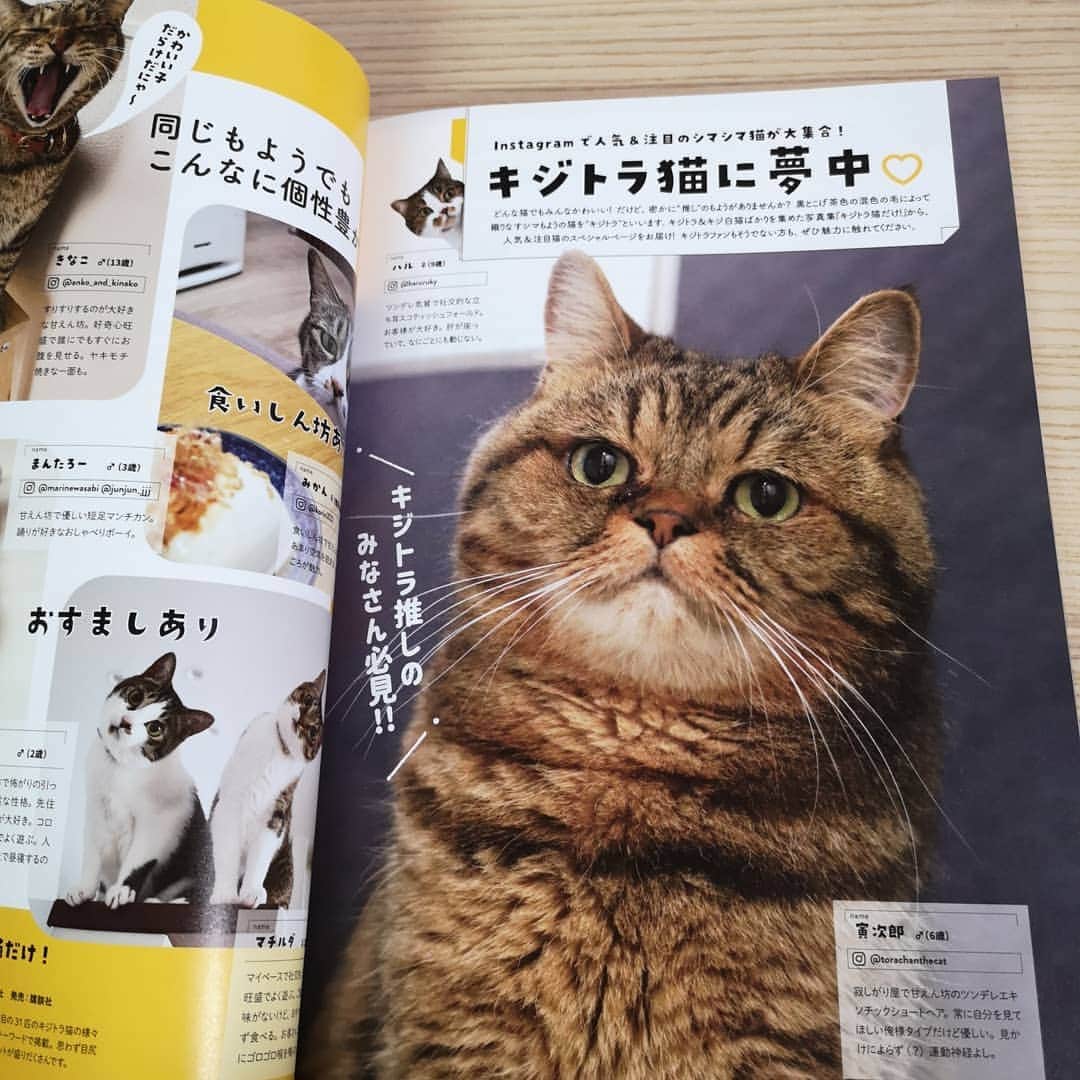 寅次郎（とらちゃん）さんのインスタグラム写真 - (寅次郎（とらちゃん）Instagram)「☆ Magazine publication . 新しく創刊された雑誌「ネコブロス」  この雑誌の最後の方に写真集「キジトラ猫だけ！」の紹介と共に1ページど～んと載せていただいてます🙈 . 書店で見かけたらぜひ見てみてくださいにゃ😹 . #あまりの大きさにびっくり  #ストーリーにも載せたけど #記念に . @bonenuemasica #ネコブロス #寅次郎掲載本 #cat #cute #meow #貓 #ねこ #エキゾチックショートヘア #無敵の親バカ同盟 #猫のいる暮らし #にゃんすたぐらむ #ペコねこ部 #ねことの暮らし」12月15日 13時46分 - torachanthecat