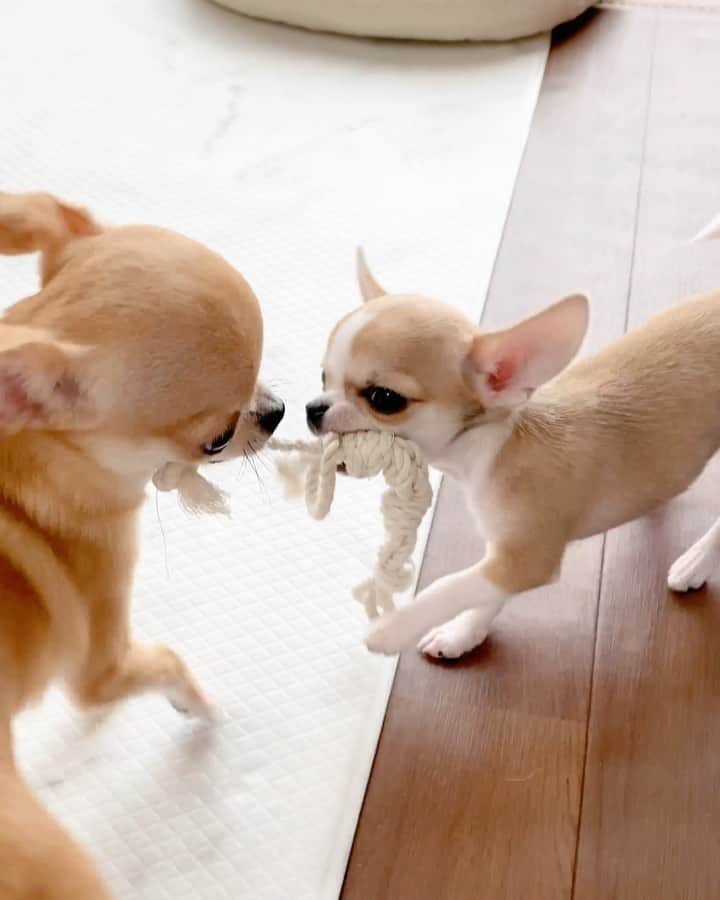 Kiyoのインスタグラム：「♔ Miké ♔ Miko ♔ ミコが大事にしているヒモが ドーナツクッションの下に入ってしまい 必死に真ん中の穴から取ろうとしていますが ふと横からミケが現れて いとも簡単に下からヒモを取って逃げました😂 ♔ それを見たミコはすぐさま追いかけ ヒモの取り合いに・・・ やっぱりミケが一枚上手ですねw ♔ #puppy#puppies#puppiesofinstagram#dogs#dogsofinstagram#dogstagram#doglover#dogsofinstaworld#dog_features#instadog#instagramdogs#ilovemydog#chihuahua#chihuahuasofinstagram#chihuahualove#chihuahualife#dogsofbark#weeklyfluff#barked#animalsco#IGersJP#instagramjapan#todayswanko#pecotv#pecoいぬ部#チワワ部#チワワ#スムチー#decocoの子はみんな可愛すぎる ♔」