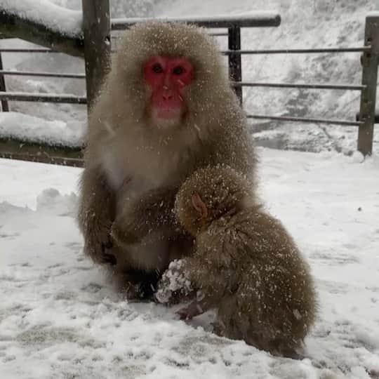 のインスタグラム：「🐒﻿ 長野朝日の同期アナウンサー﻿ #楠原由祐子 ちゃんが﻿ 冬の風物詩﻿ 温泉につかるお猿さんたちをリポートしていたので﻿ 「お猿が温泉に入っているニュース好きなの」﻿ と連絡したら﻿たくさん送ってくれました。﻿ ﻿ とてもかわいいので﻿ 長野にいった/帰った気持ちで﻿ お楽しみください🙈🙉🙊﻿ ﻿ ゆうこ、ありがとう🤍﻿ ﻿ ﻿ ﻿ #テレビ朝日系列 #スノーモンキー #名古屋 #アナウンサー #徳重杏奈﻿」